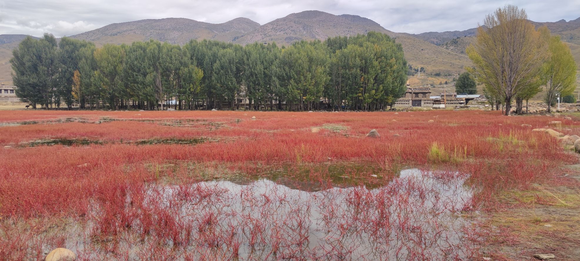 红草地旅行图片 2