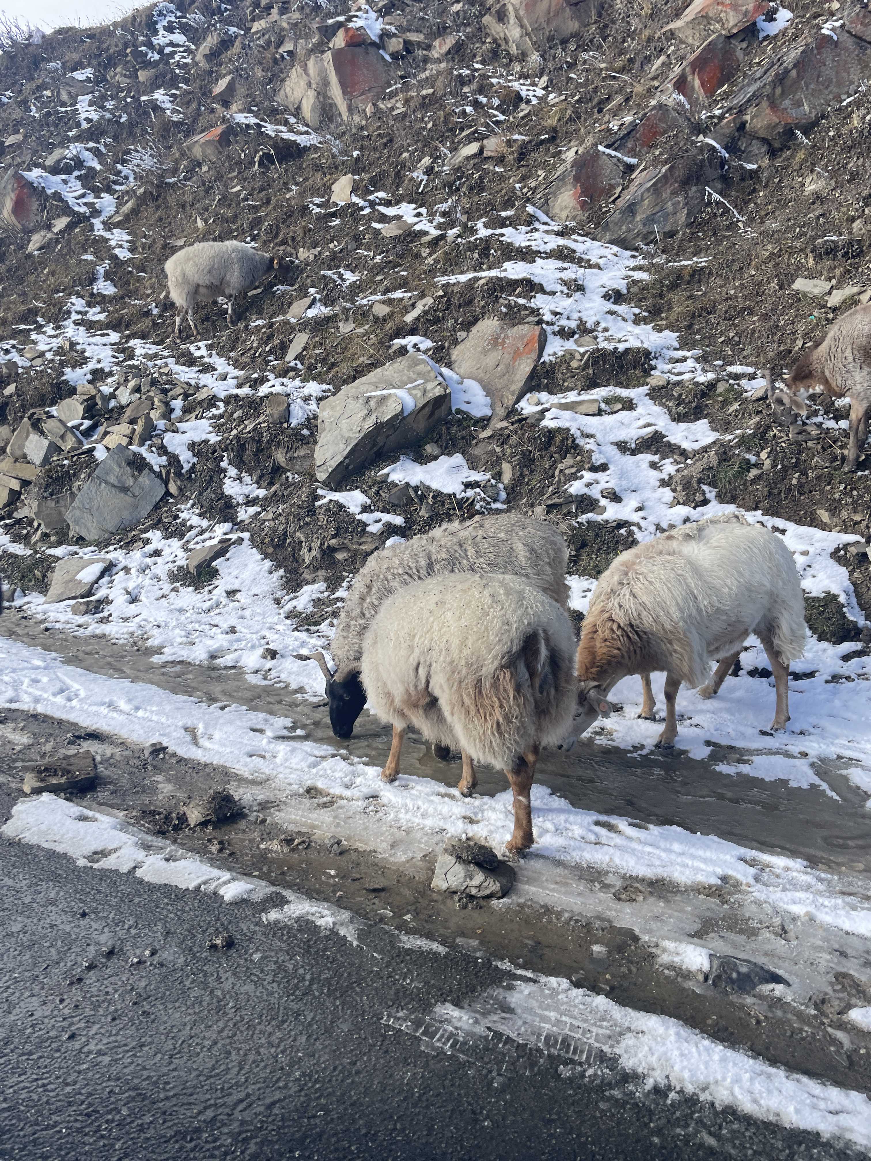 甘孜州新都桥旅行图片 2