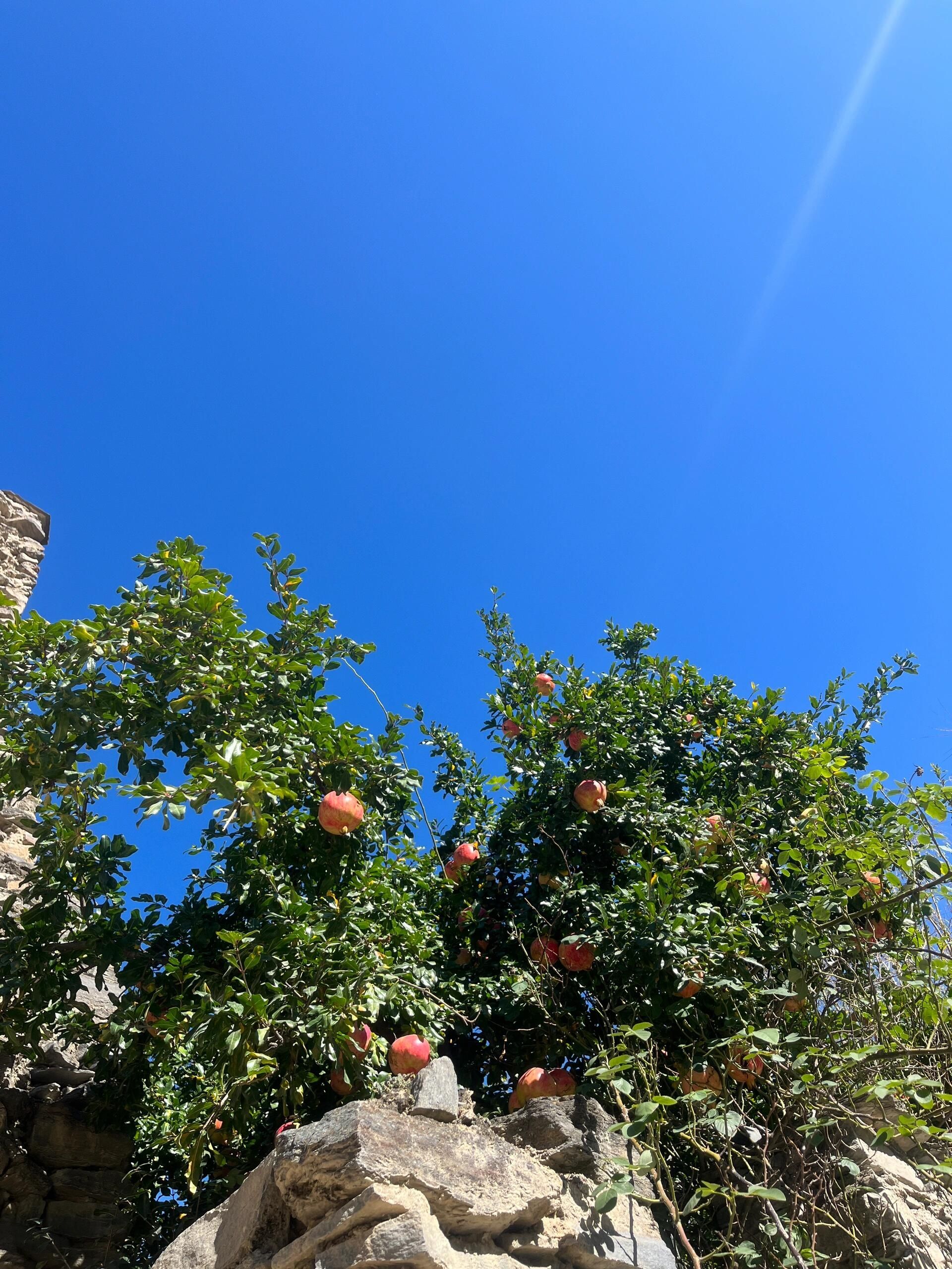 阿坝羌寨碉群桃坪羌寨旅行图片 1
