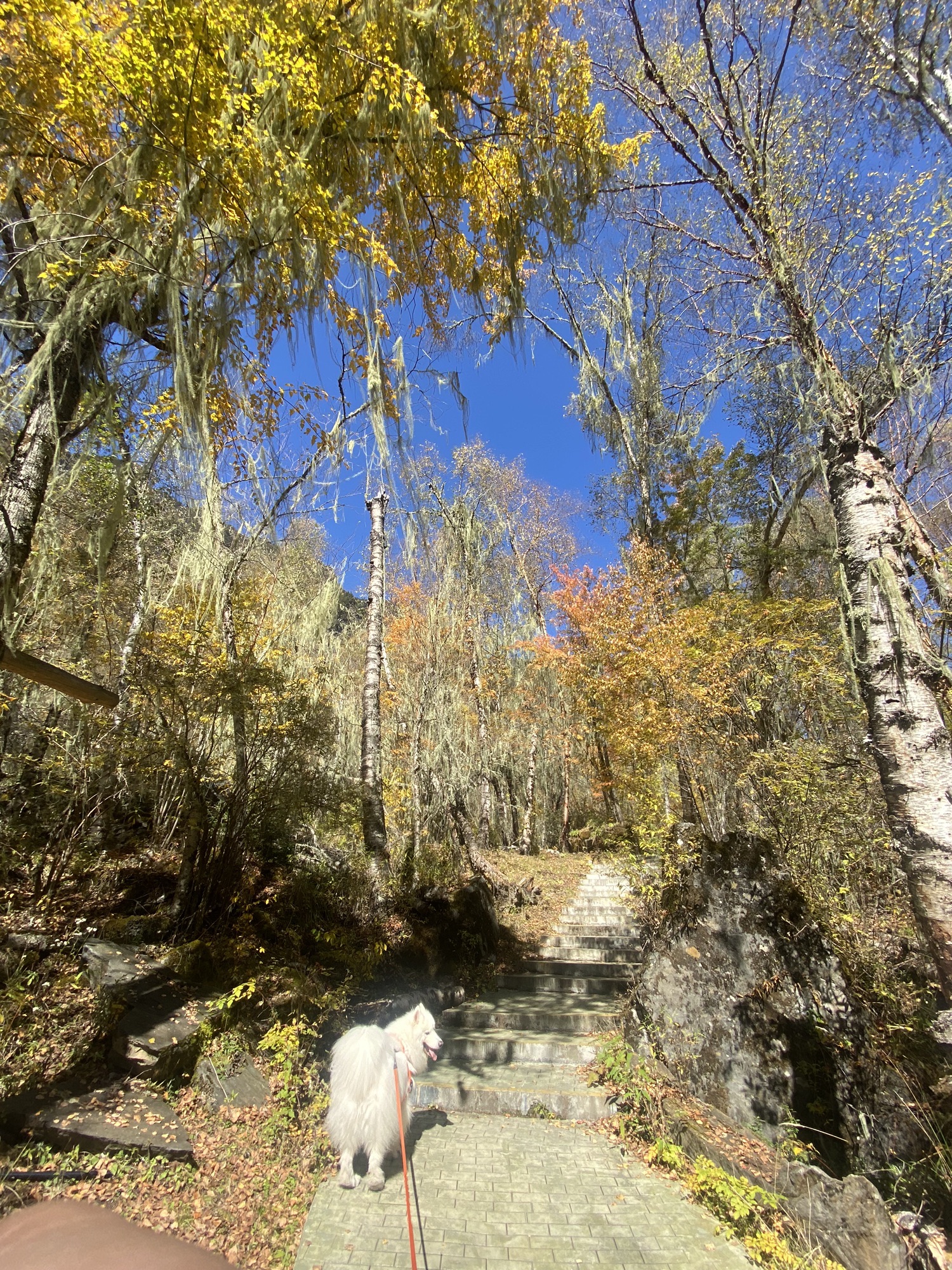 叠溪松坪沟景区旅行图片 3