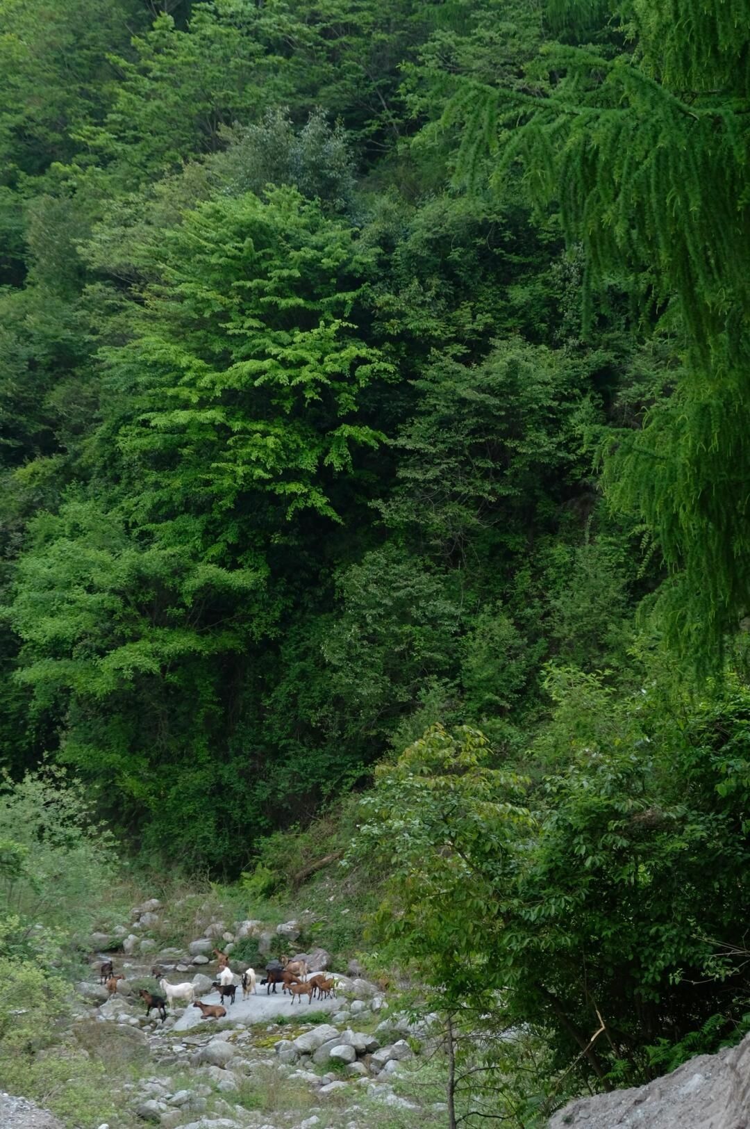 卧龙自然保护区旅行图片 3