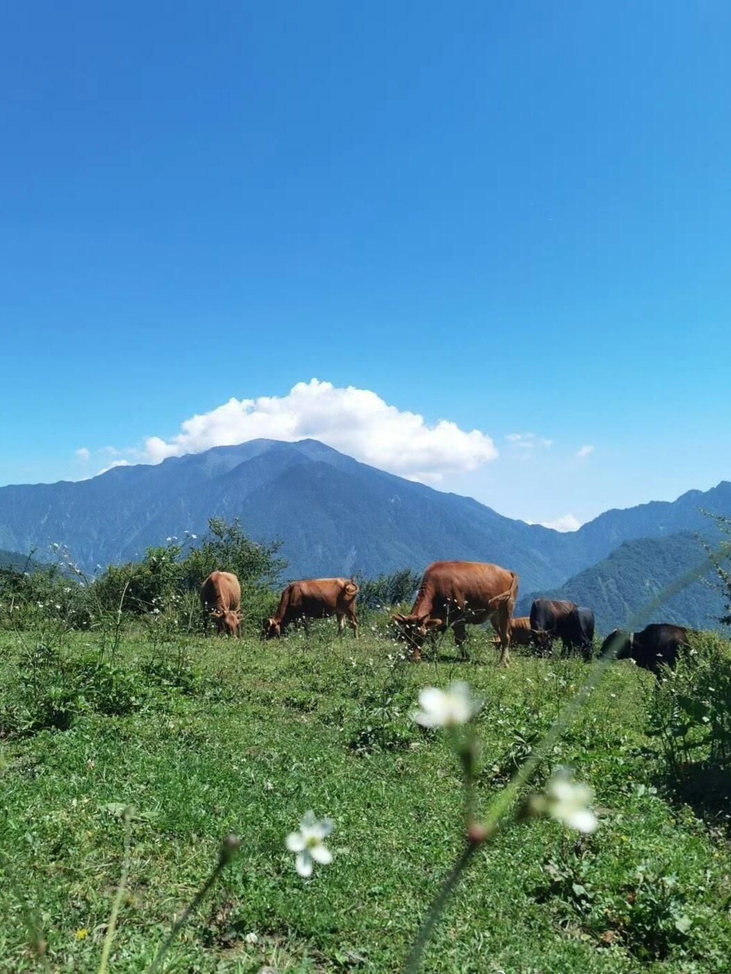 卧龙自然保护区旅行图片 2