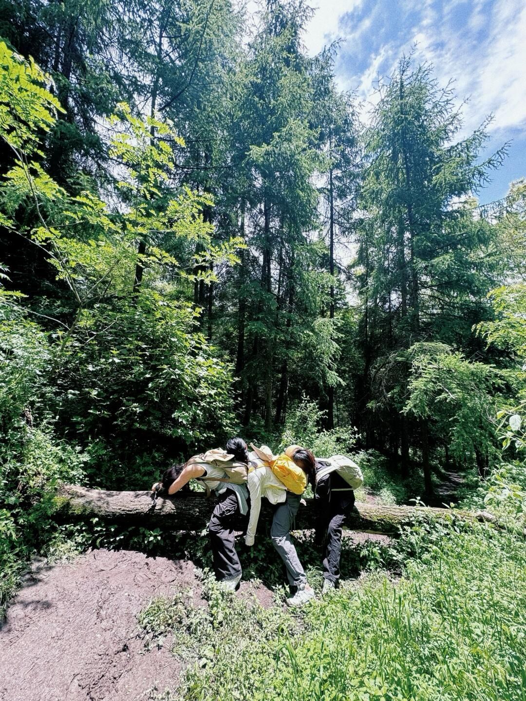 卧龙自然保护区旅行图片 1