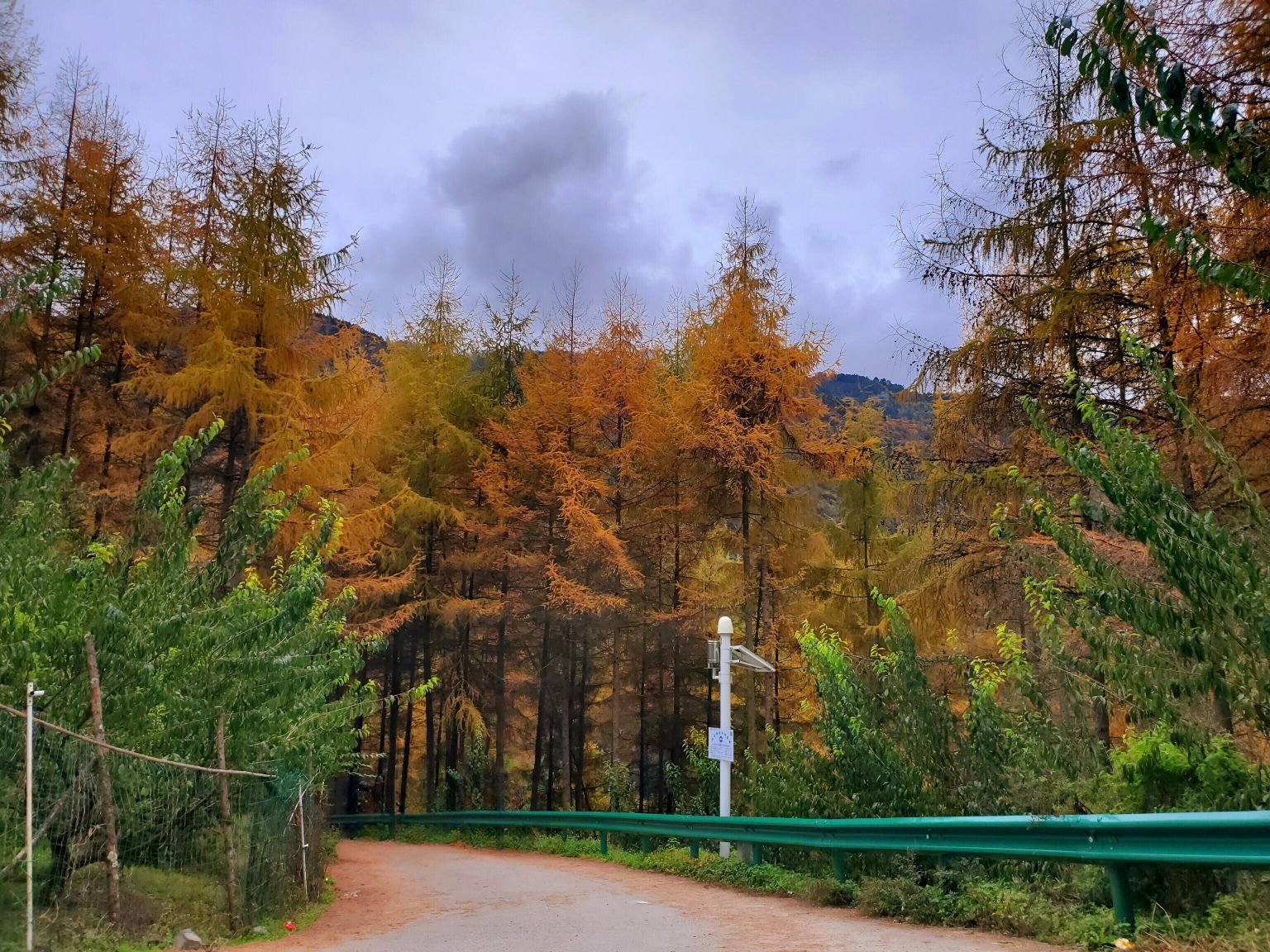 卧龙自然保护区旅行图片 3