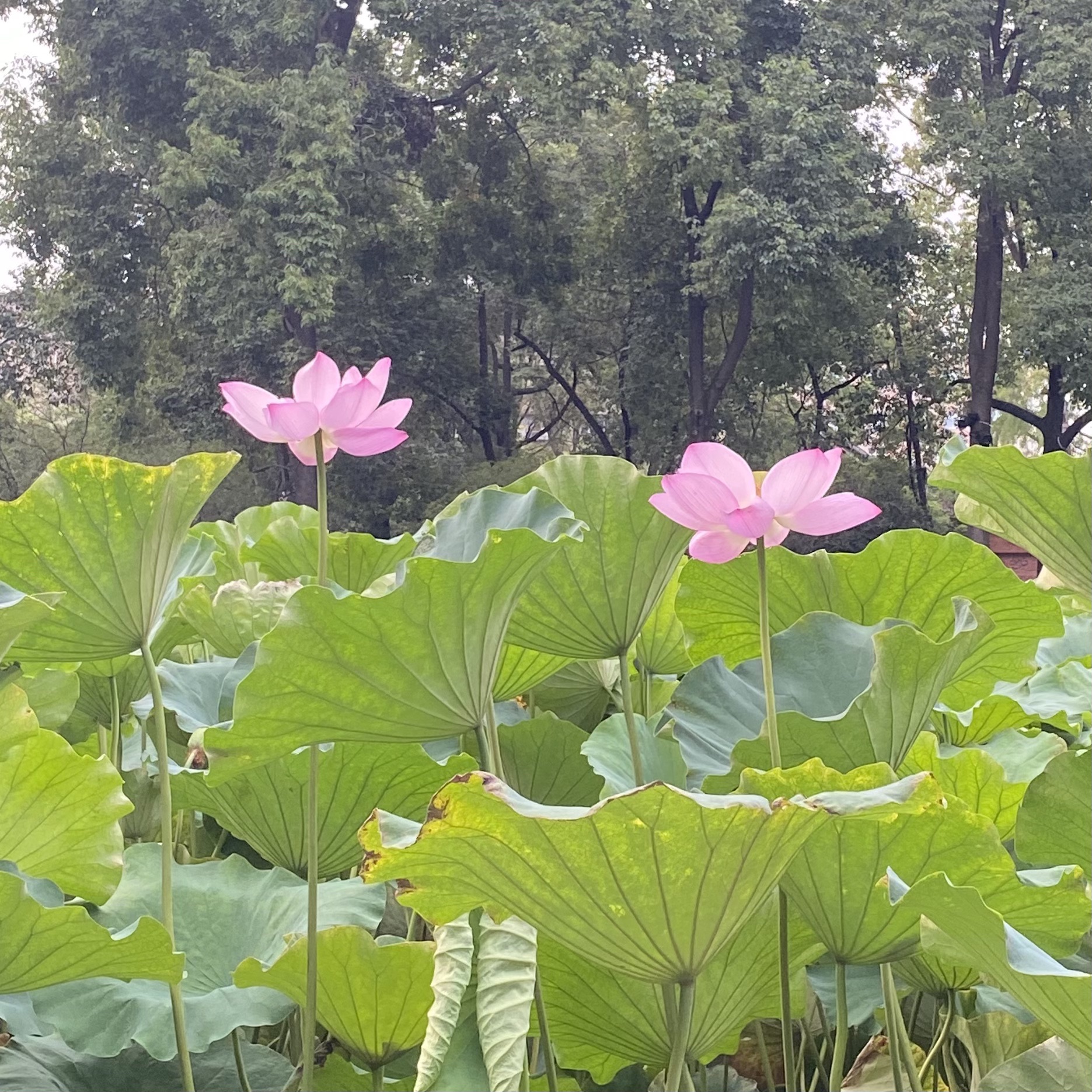 房湖公园旅行图片 3
