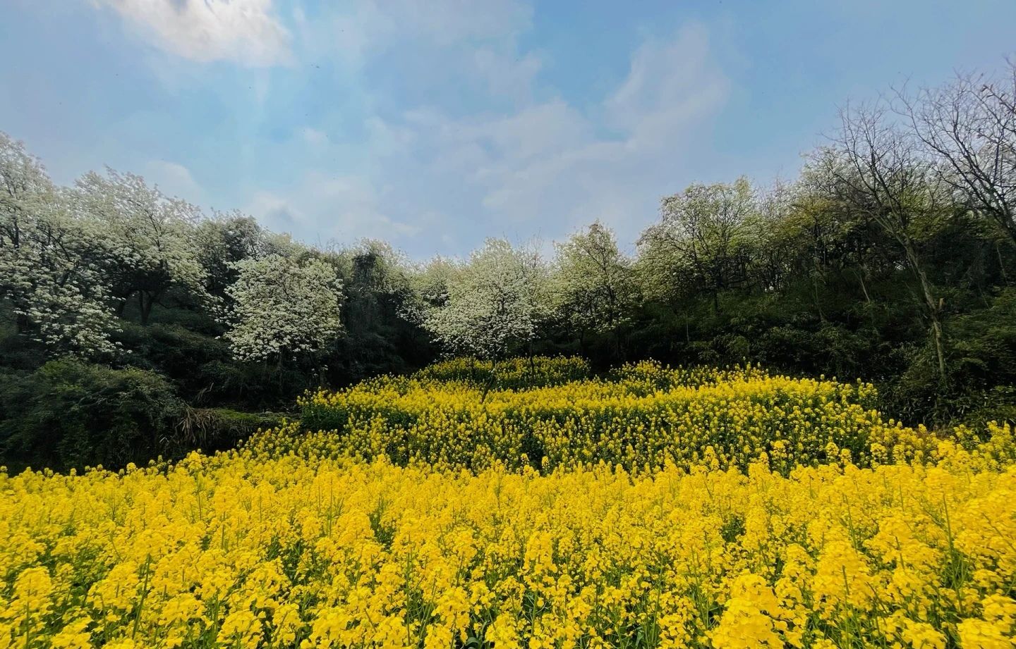 九龙山乡村旅游景区旅行图片 1
