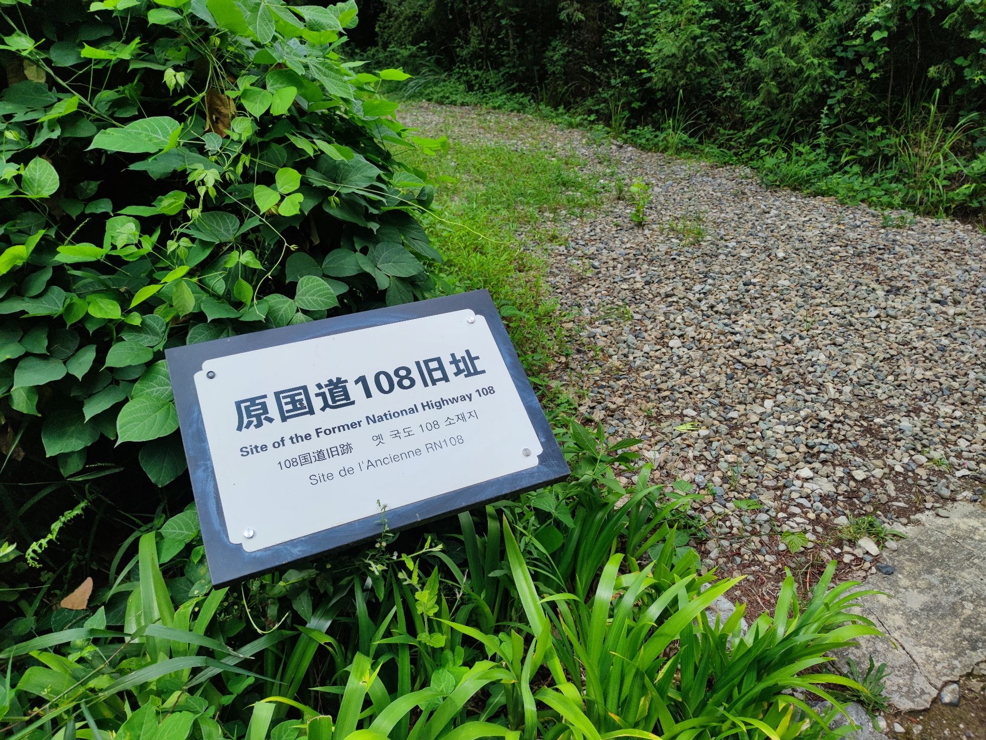 翠云廊旅行图片 2