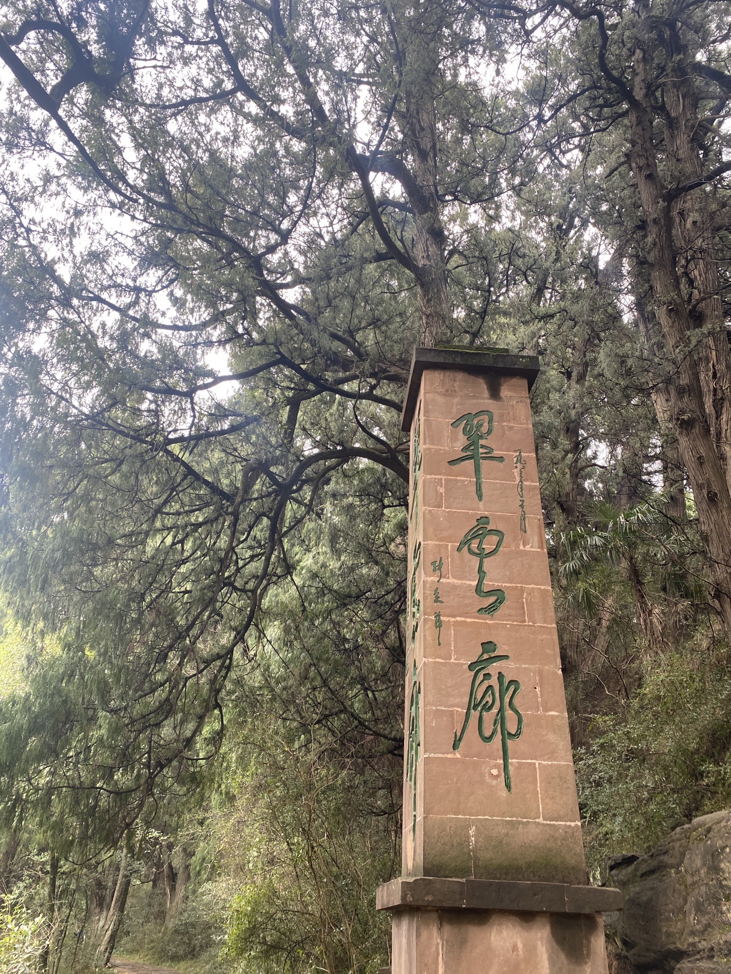翠云廊旅行图片 1