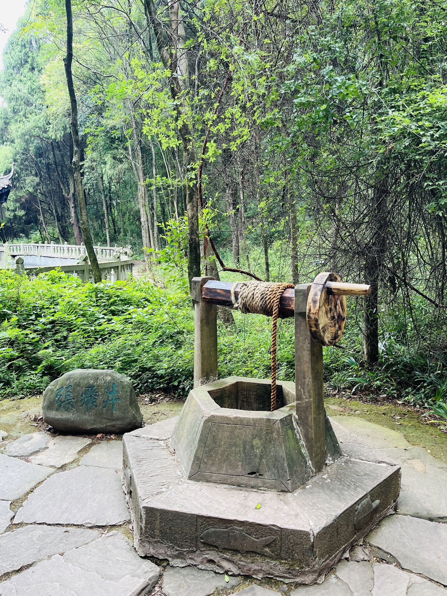 翠云廊旅行图片 3