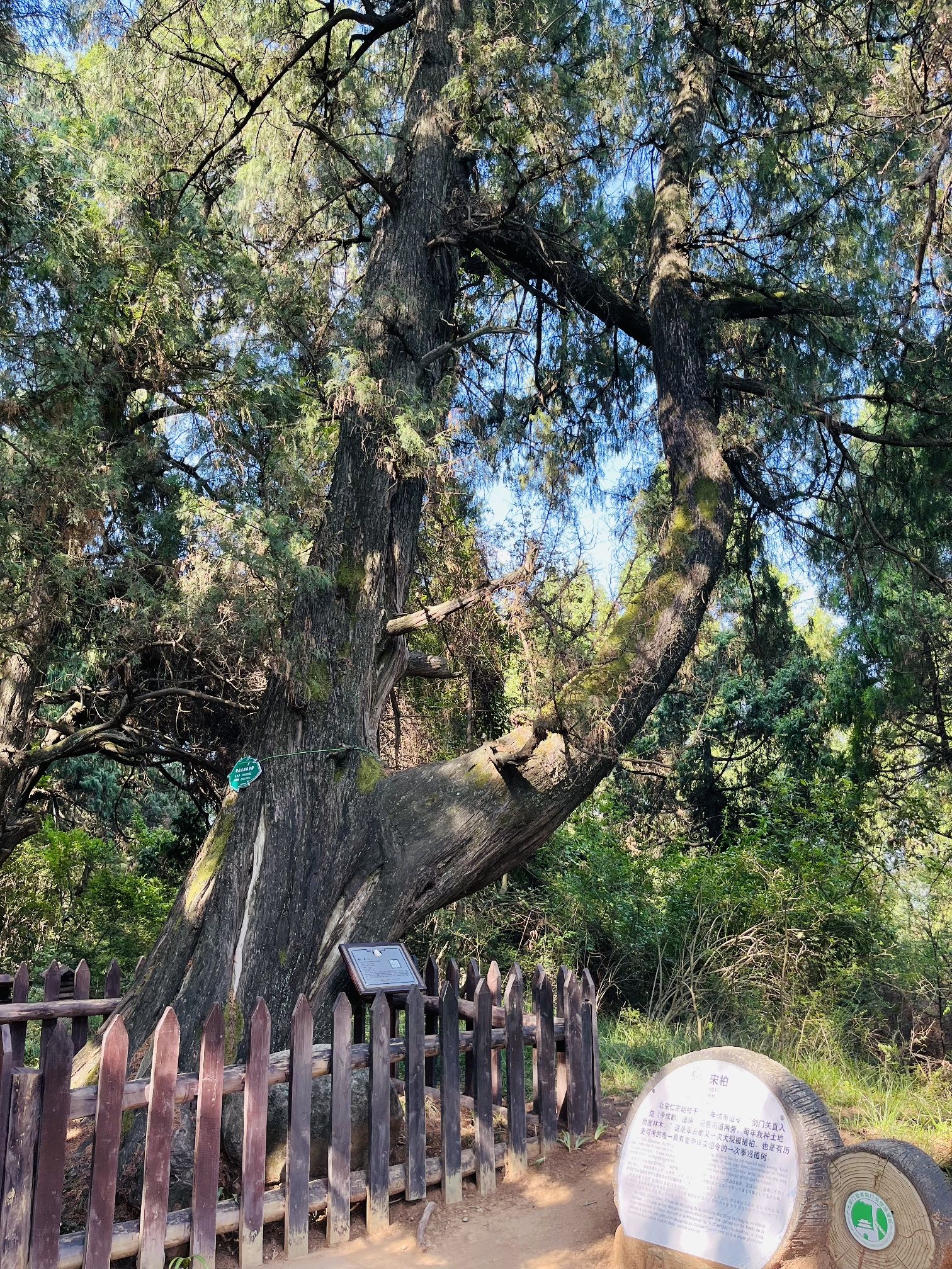 翠云廊旅行图片 2