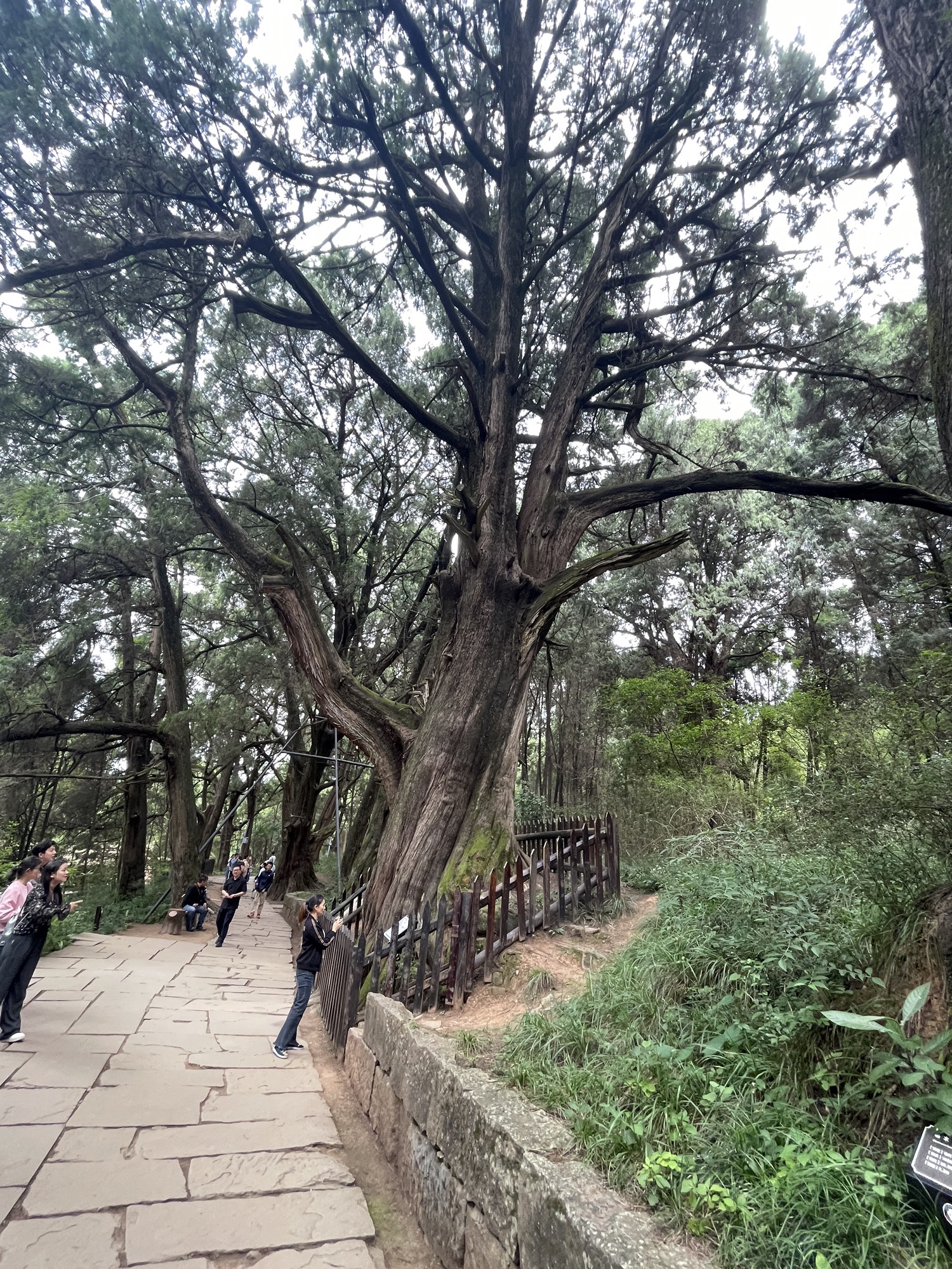 翠云廊旅行图片 3
