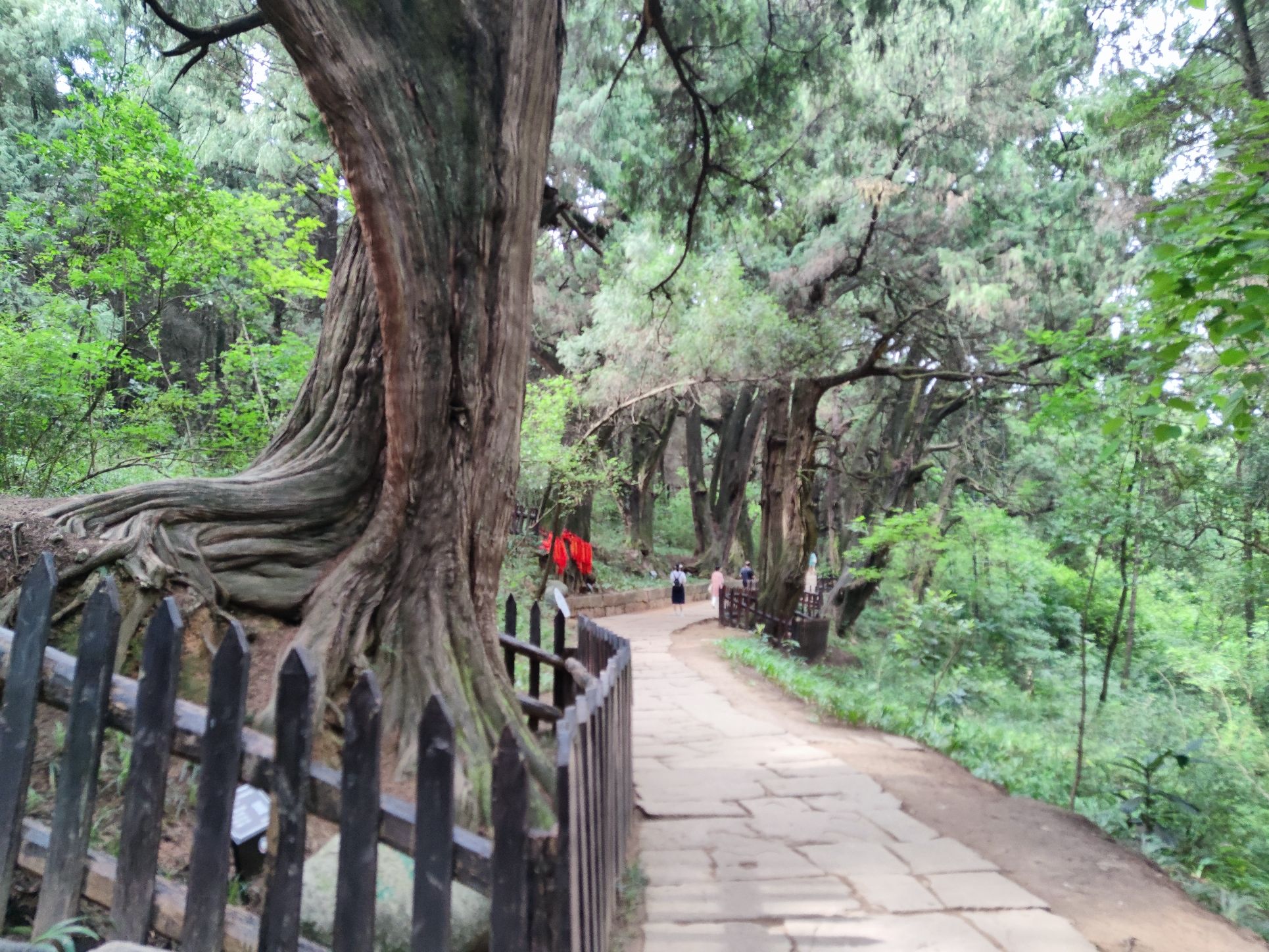 翠云廊旅行图片 3