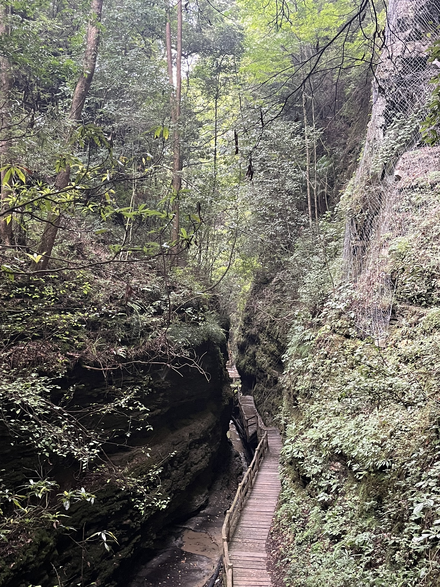 米仓山国家级自然保护区旅行图片 3