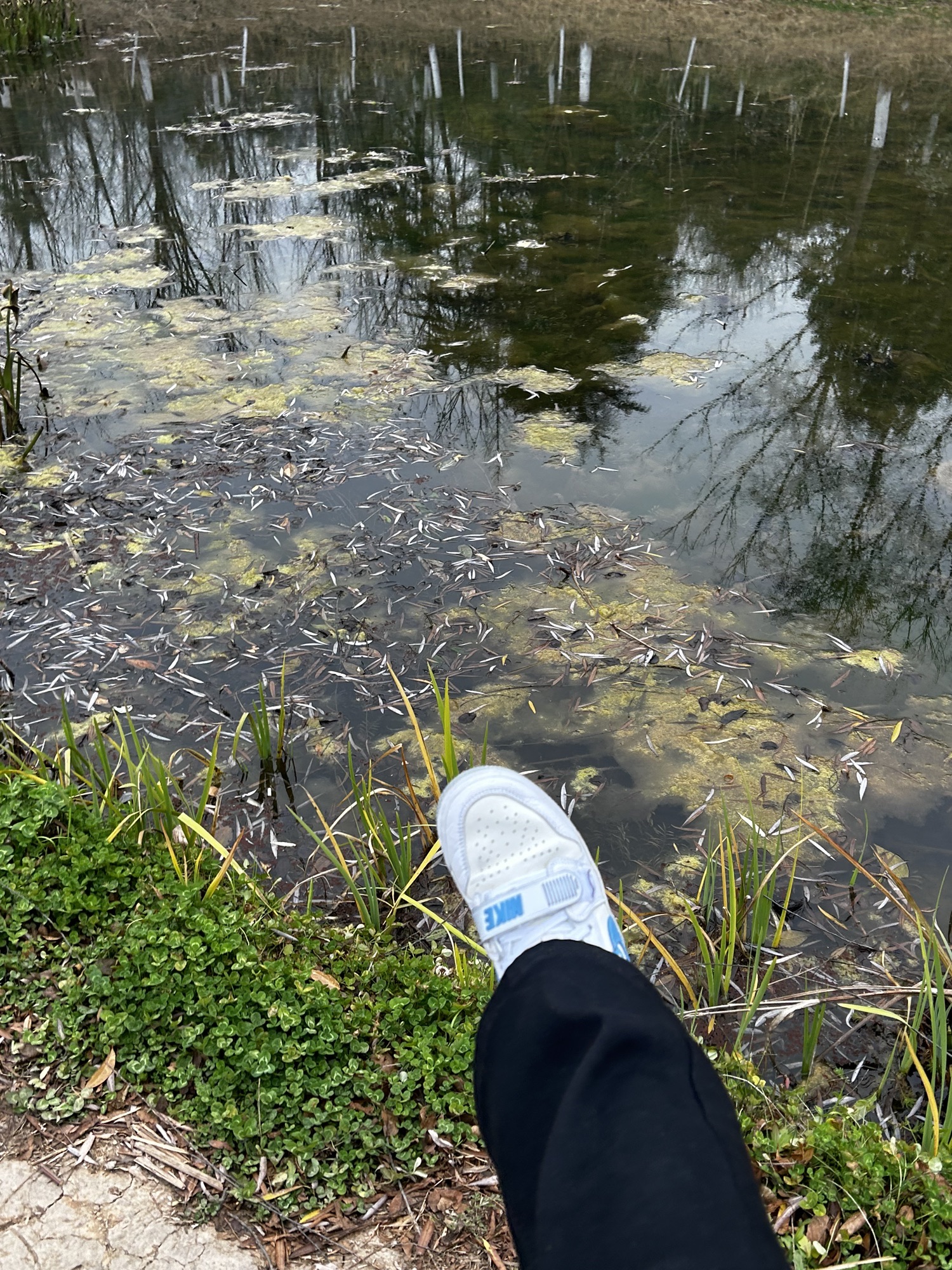 南河湿地公园旅行图片 3