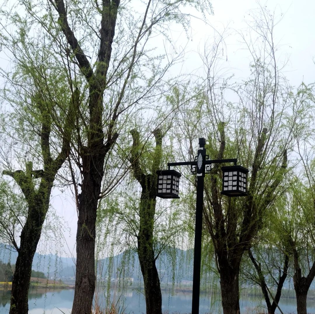 中国苍溪·梨文化博览园旅行图片 2