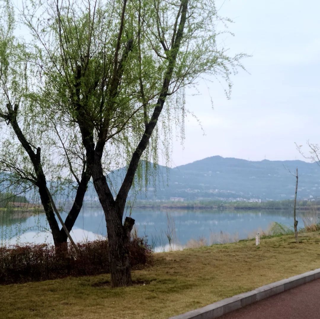 中国苍溪·梨文化博览园旅行图片 3