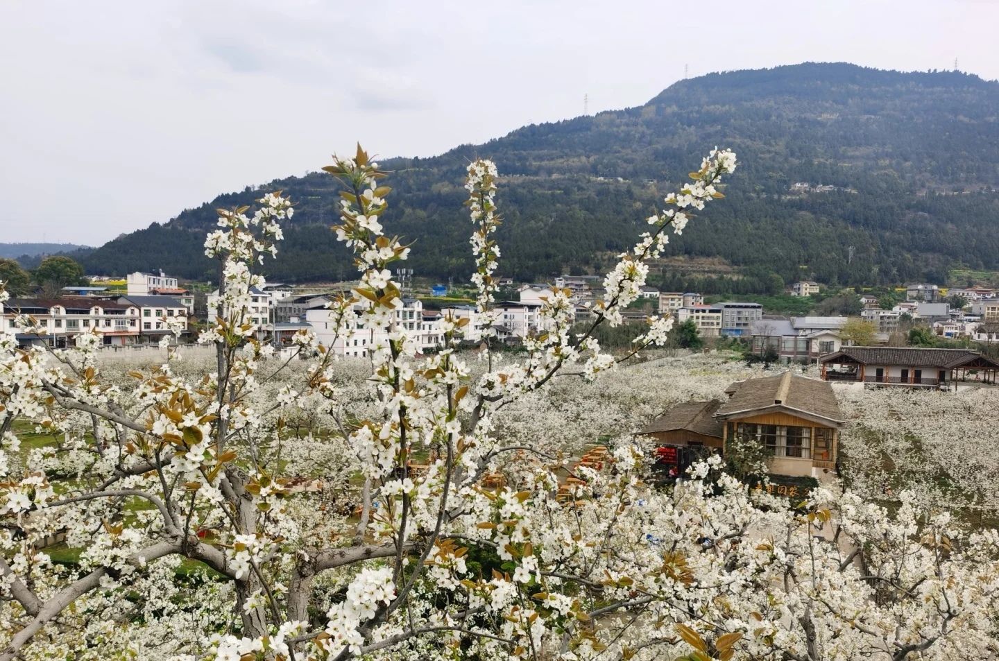 中国苍溪·梨文化博览园旅行图片 3