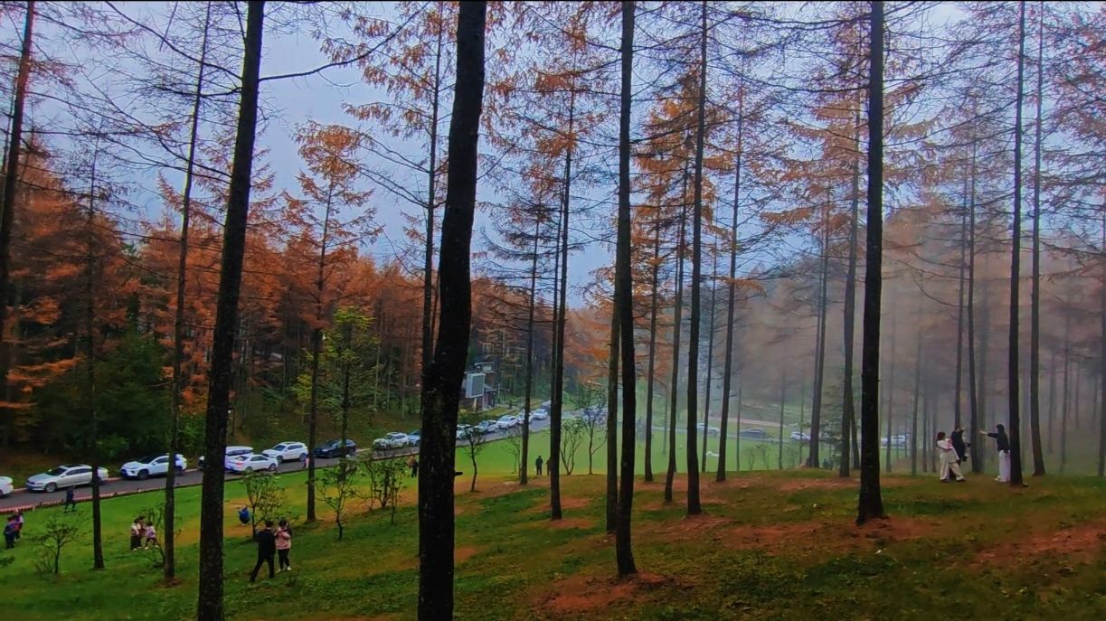 曾家山鸳鸯池森林公园旅行图片 1
