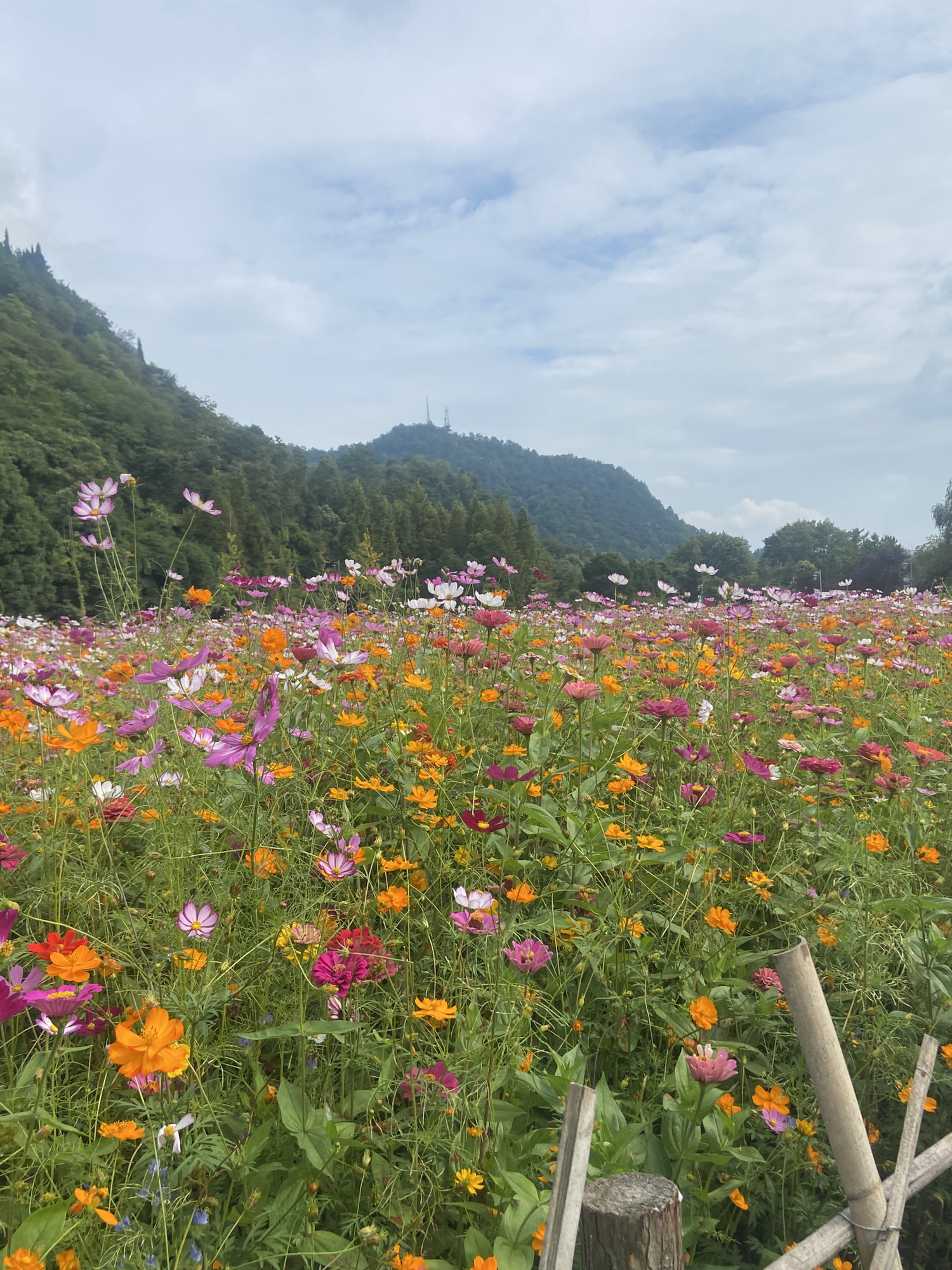 花溪公园旅行图片 2