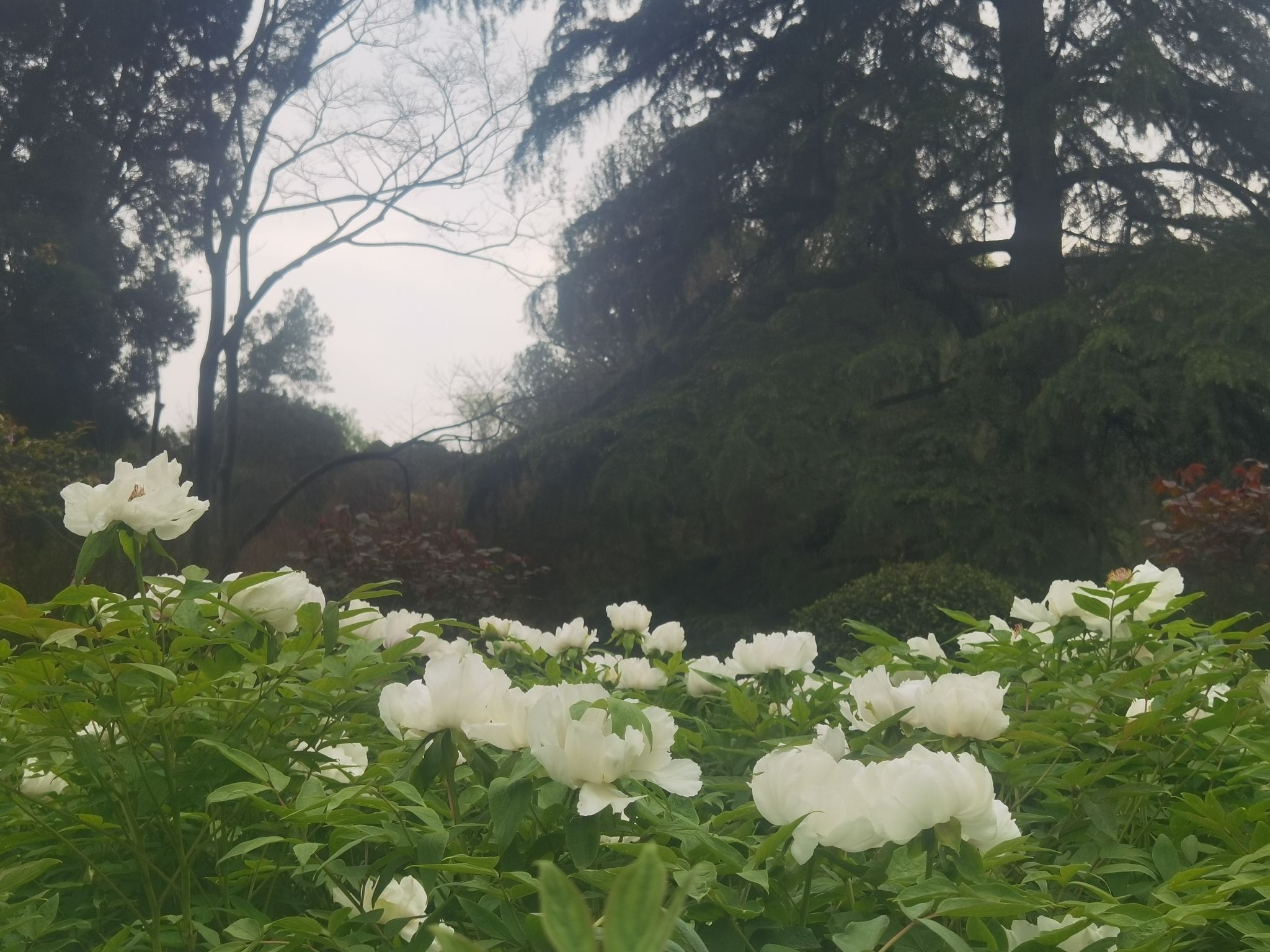 花溪公园旅行图片 3