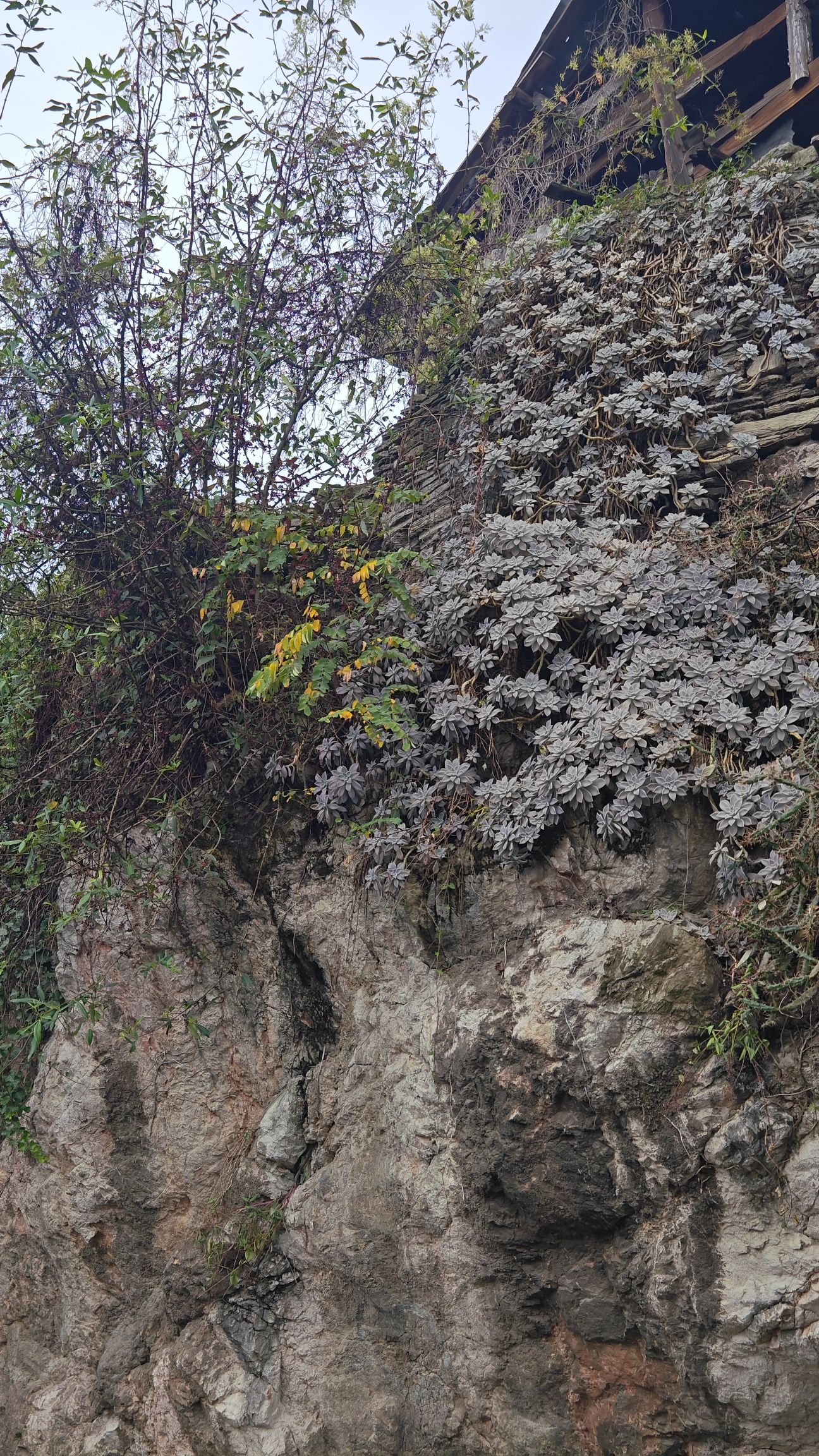 青岩古镇旅行图片 1