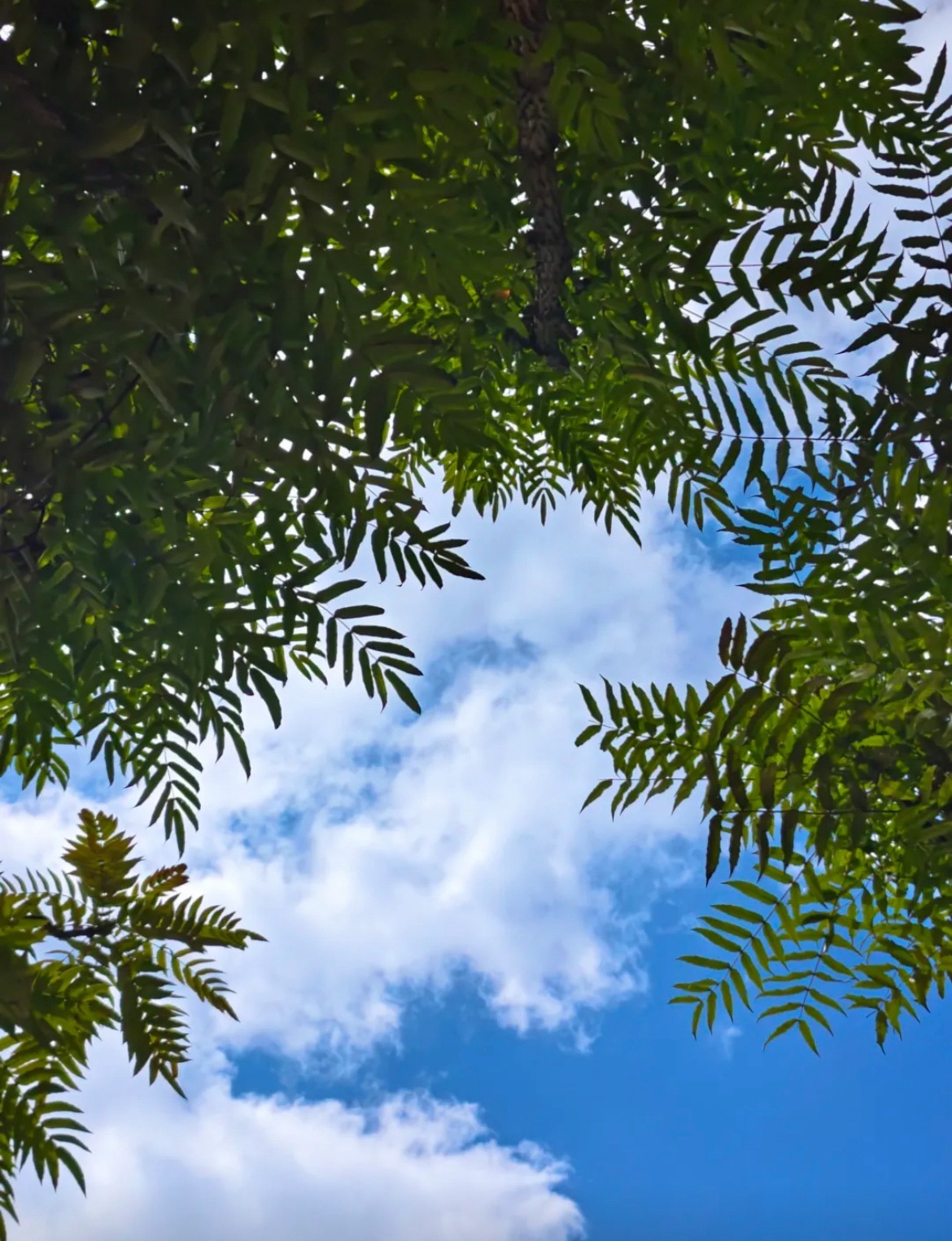 贵阳药用植物园旅行图片 2