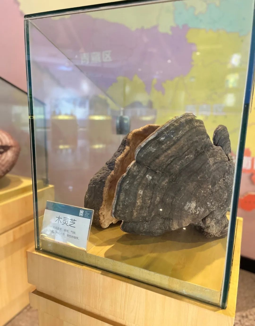 贵阳药用植物园旅行图片 3