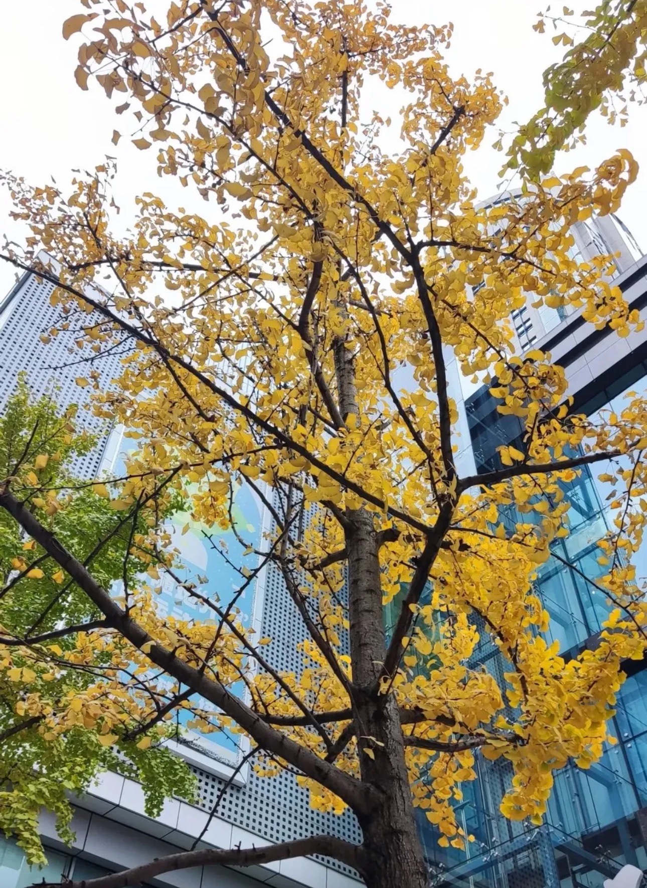 大十字广场旅行图片 2