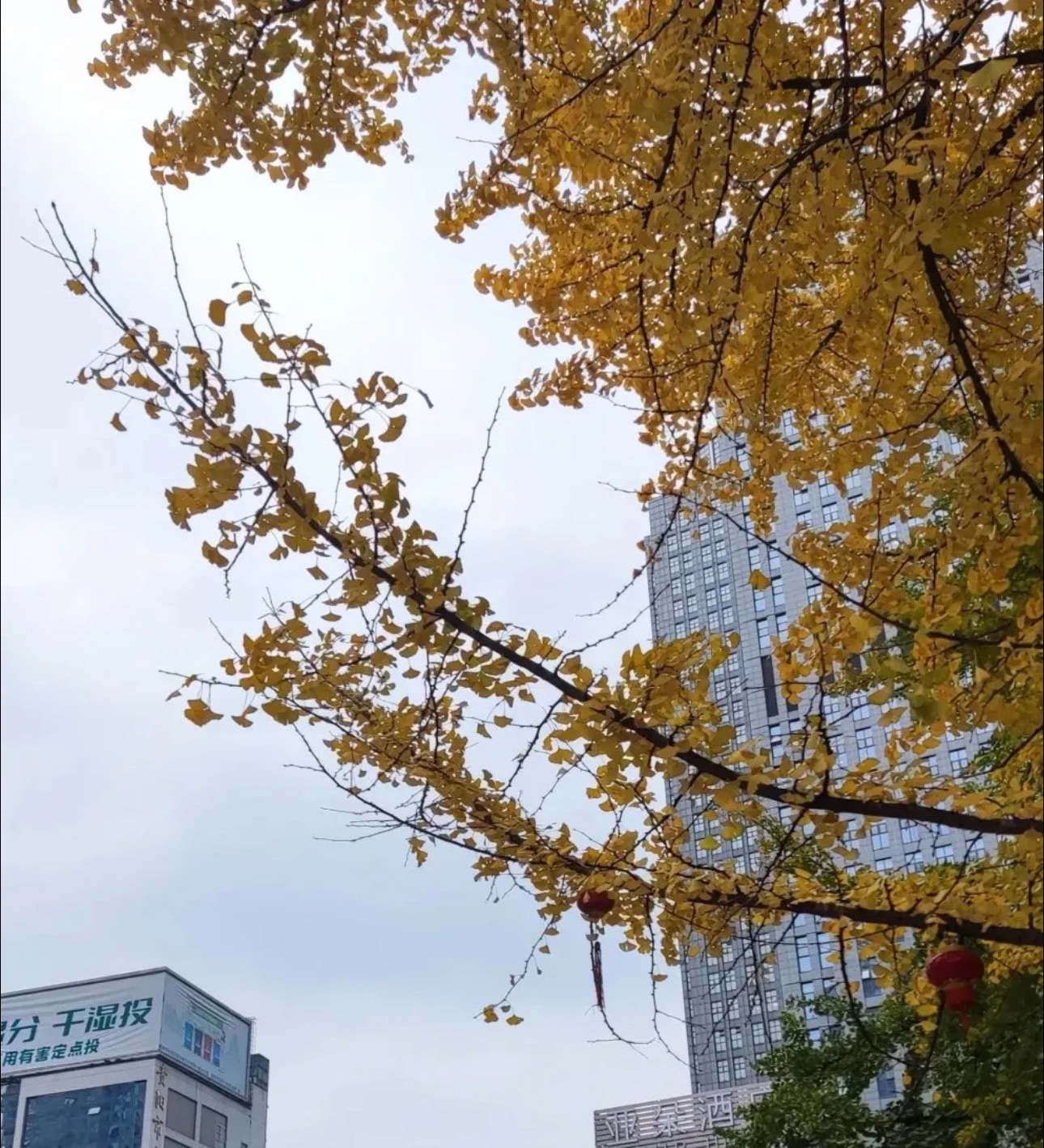 大十字广场旅行图片 1