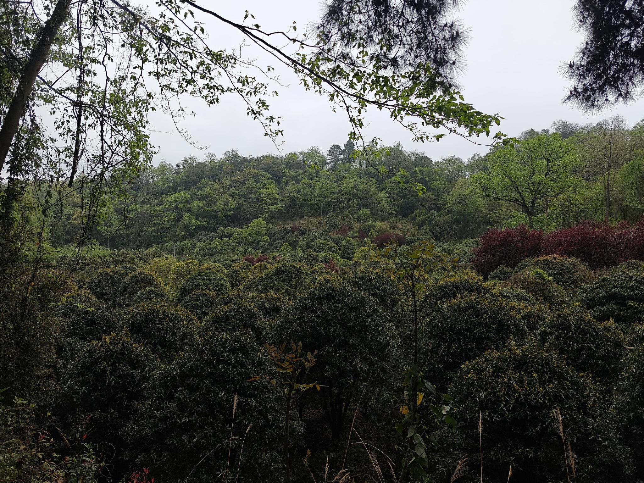 贵州省植物园旅行图片 2