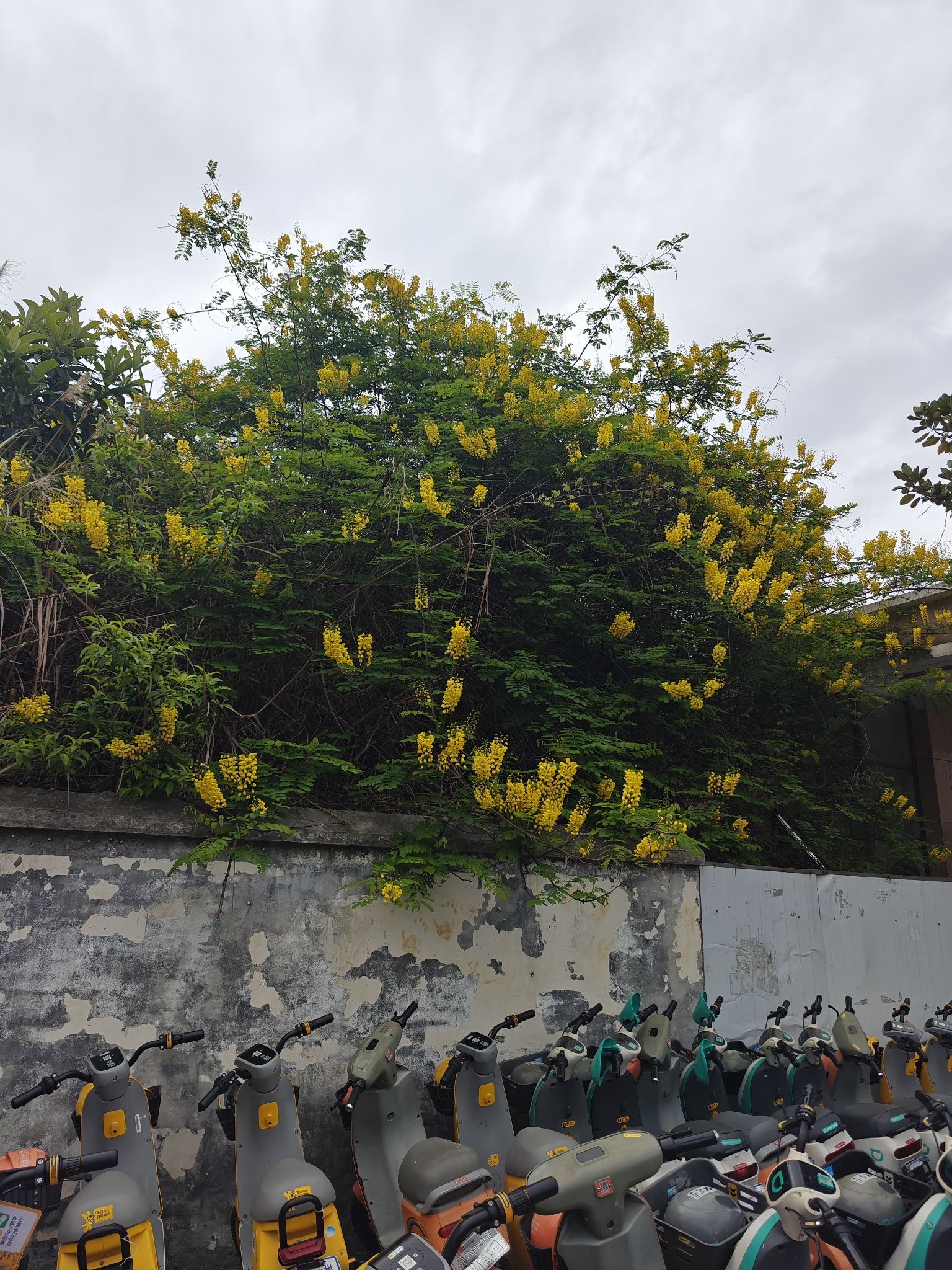 贵州省植物园旅行图片 3