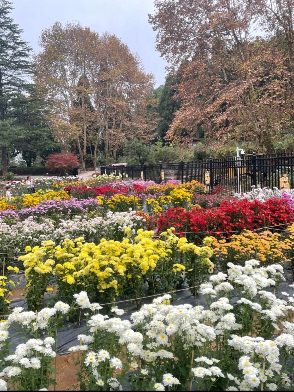 贵州省植物园旅行图片 2