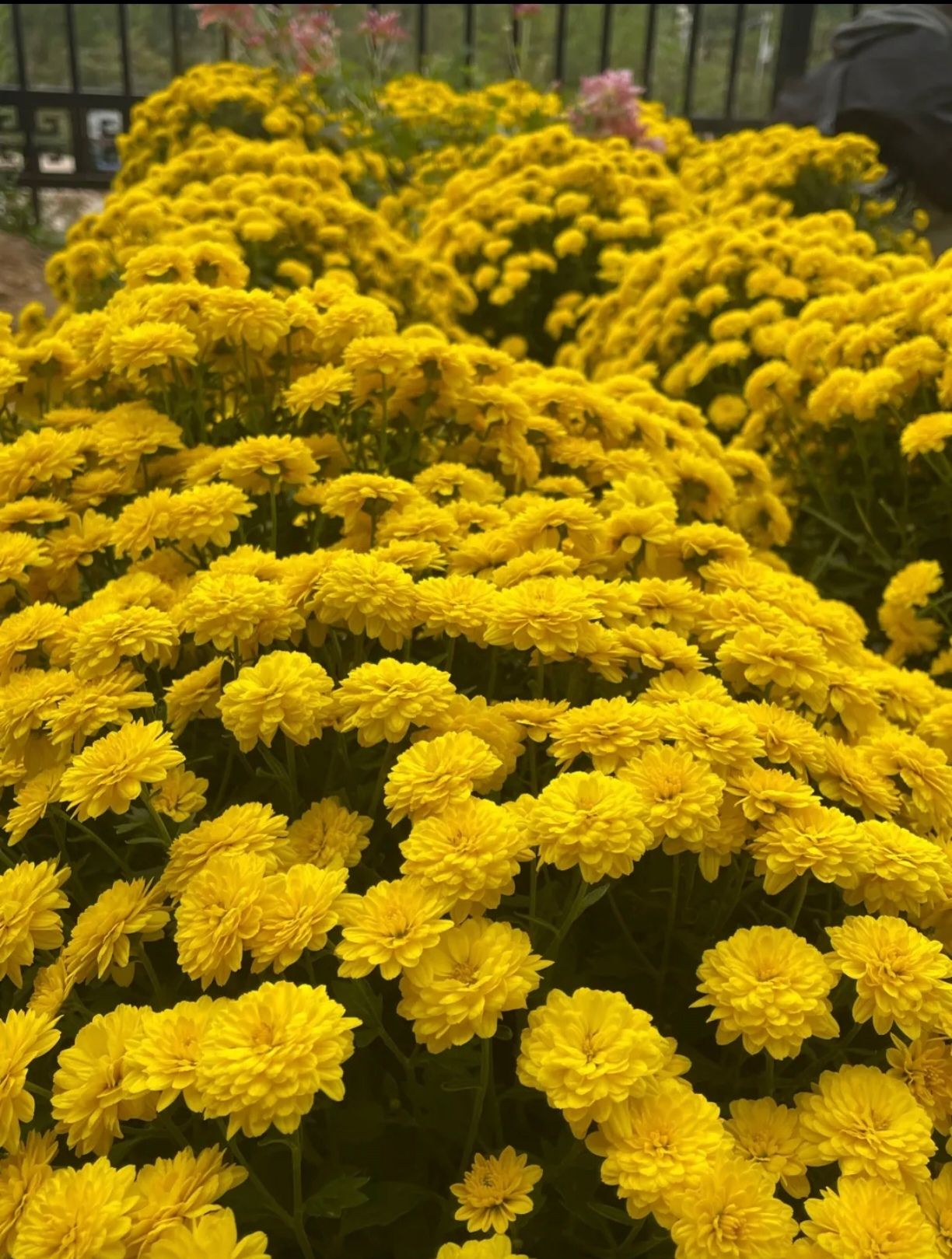 贵州省植物园旅行图片 3
