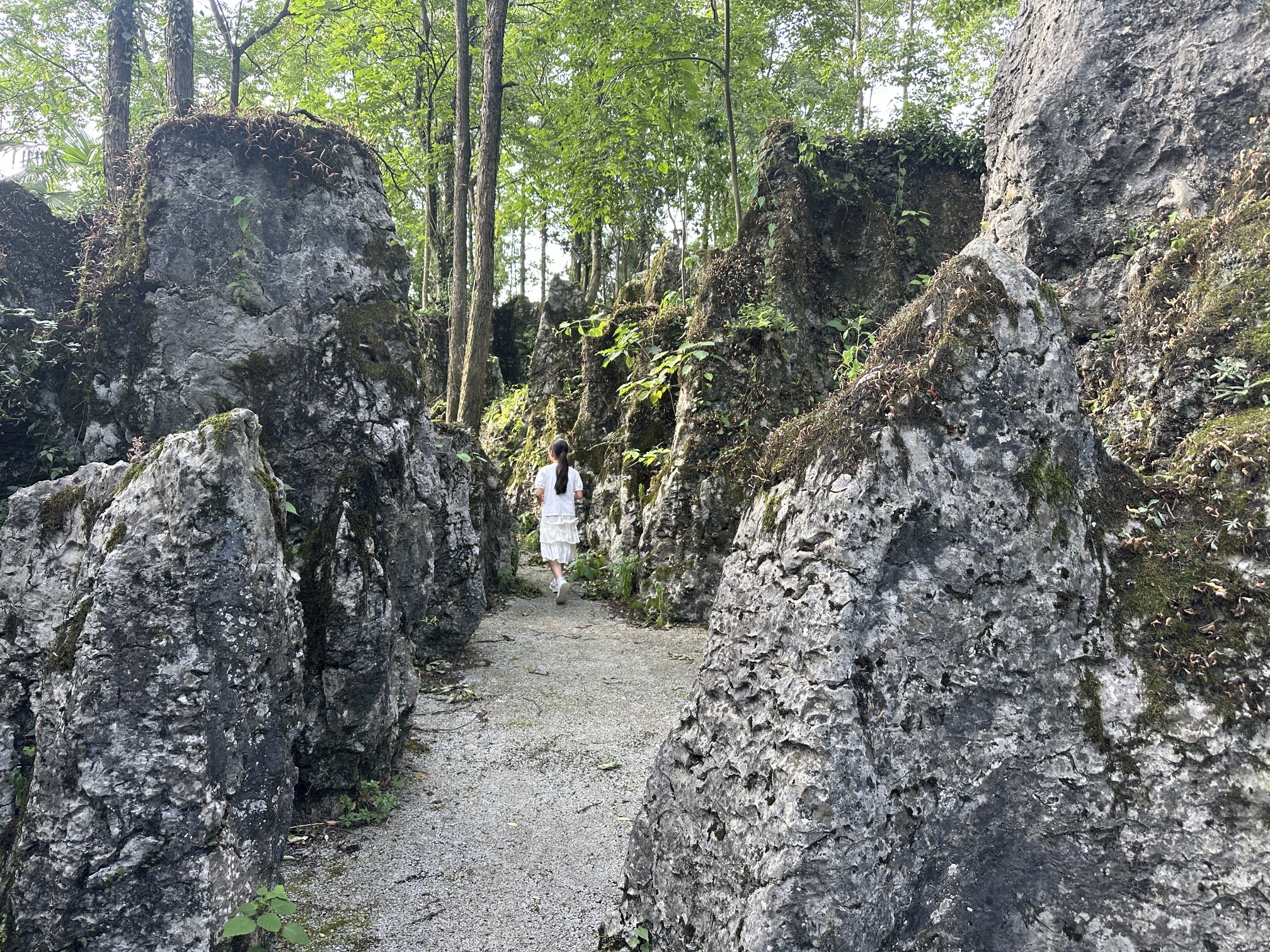 绿色石林旅行图片 2