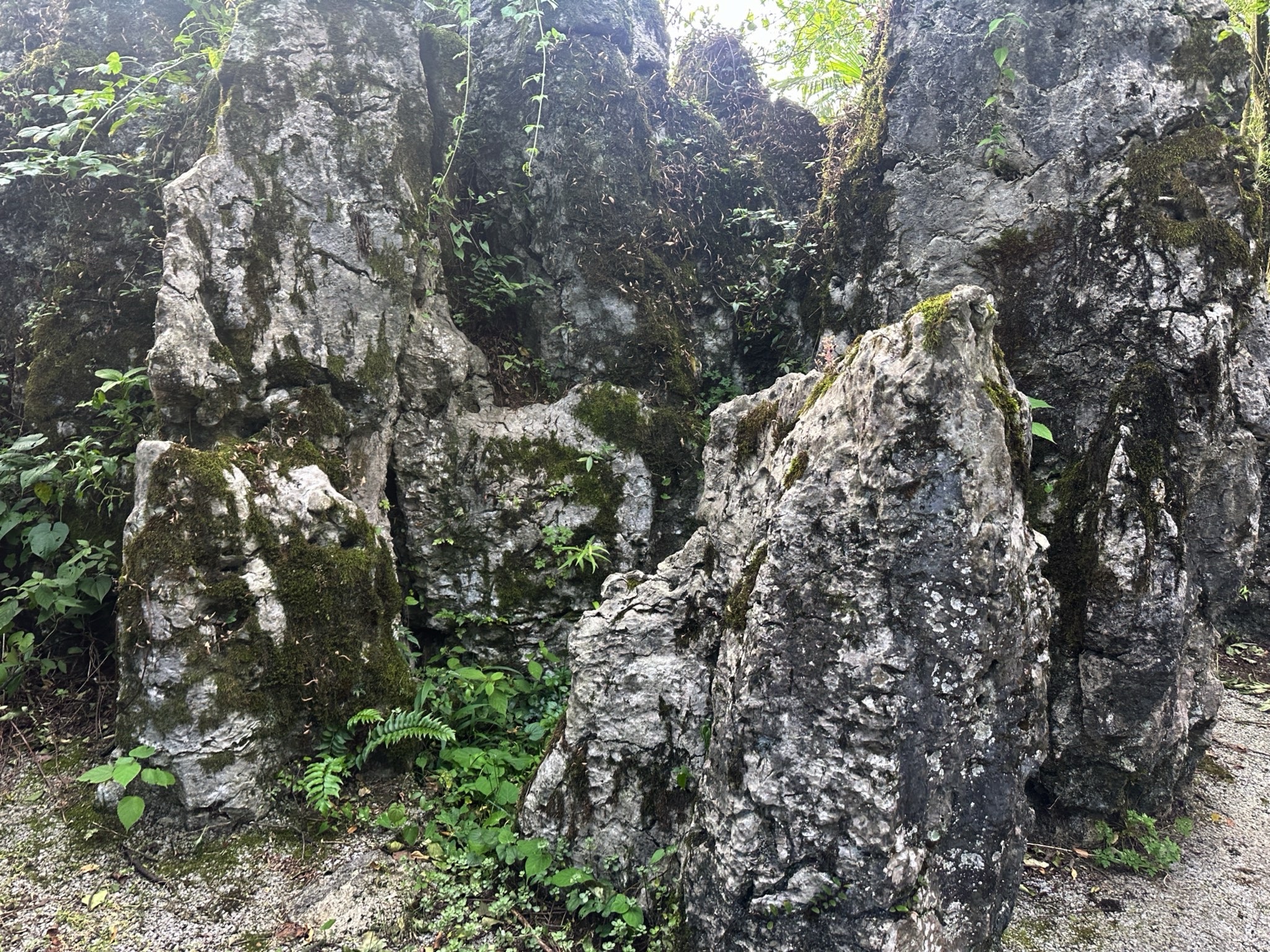 绿色石林旅行图片 1