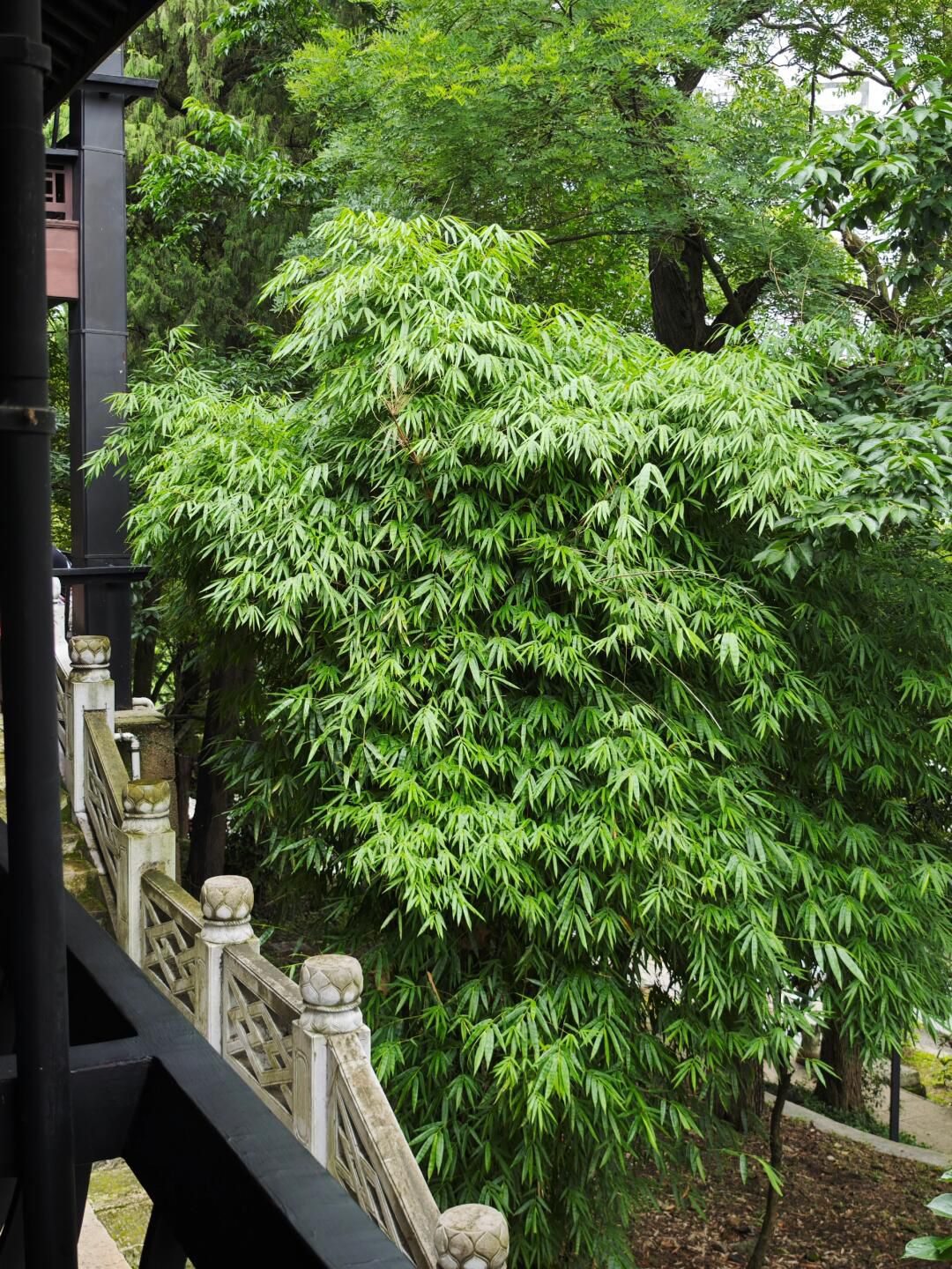 阳明祠旅行图片 1