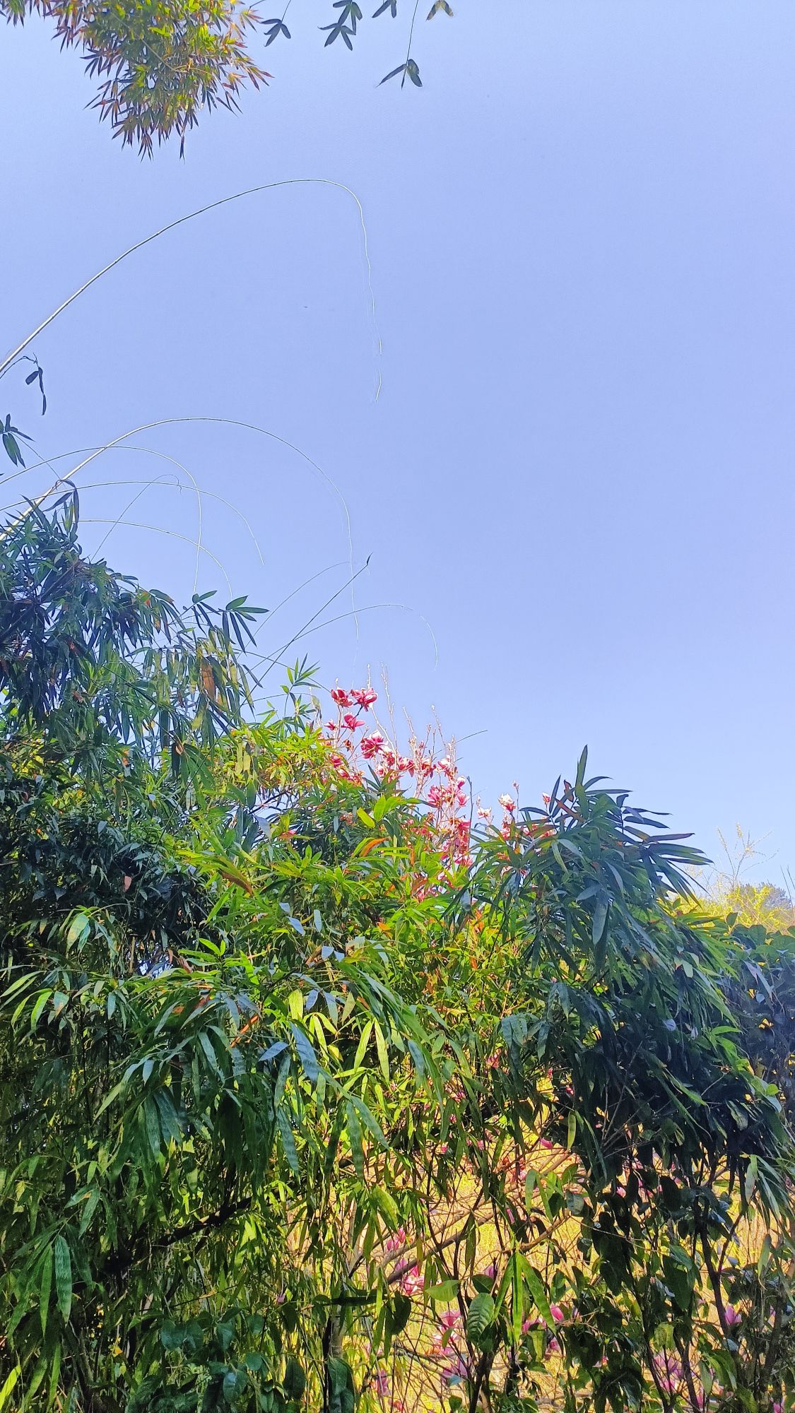 花溪十里河滩国家城市湿地公园旅行图片 3