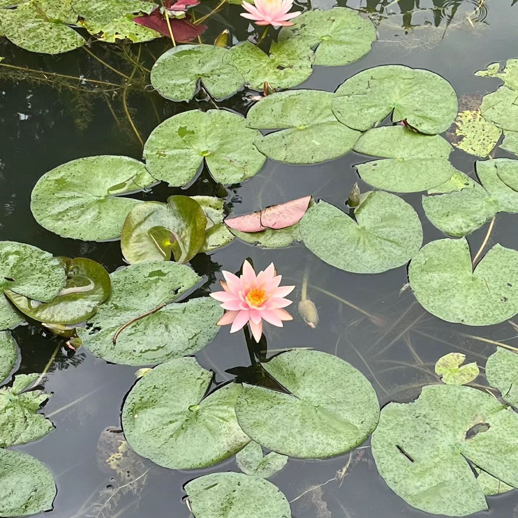 花果园湿地公园旅行图片 2