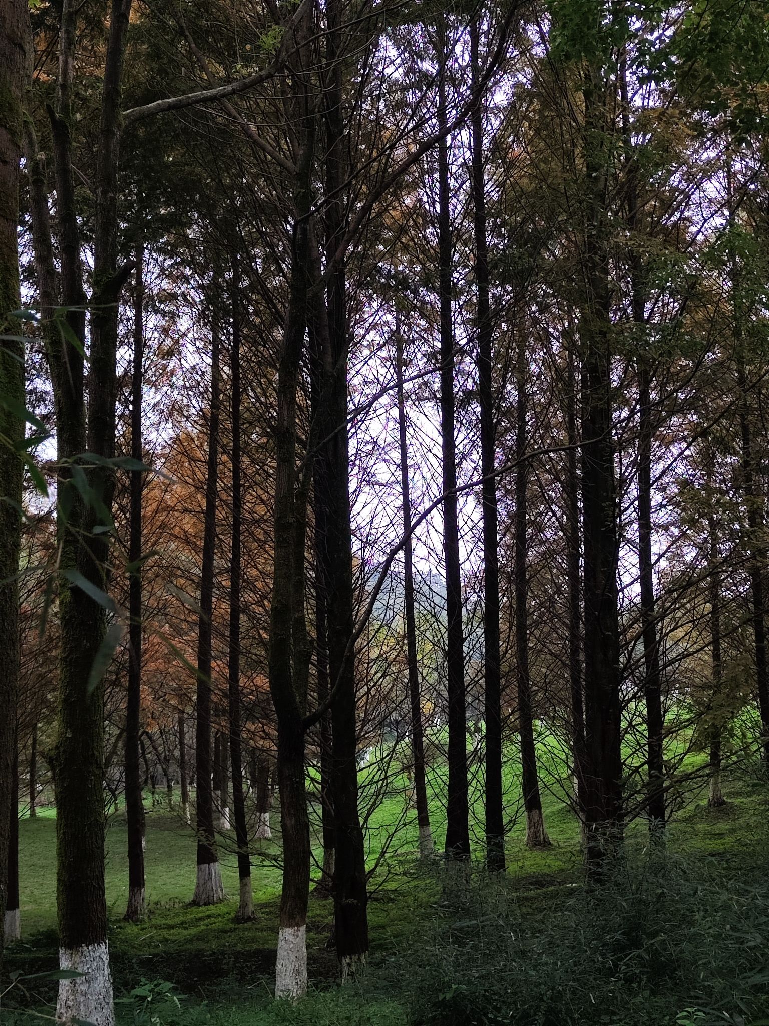 观山湖公园旅行图片 2