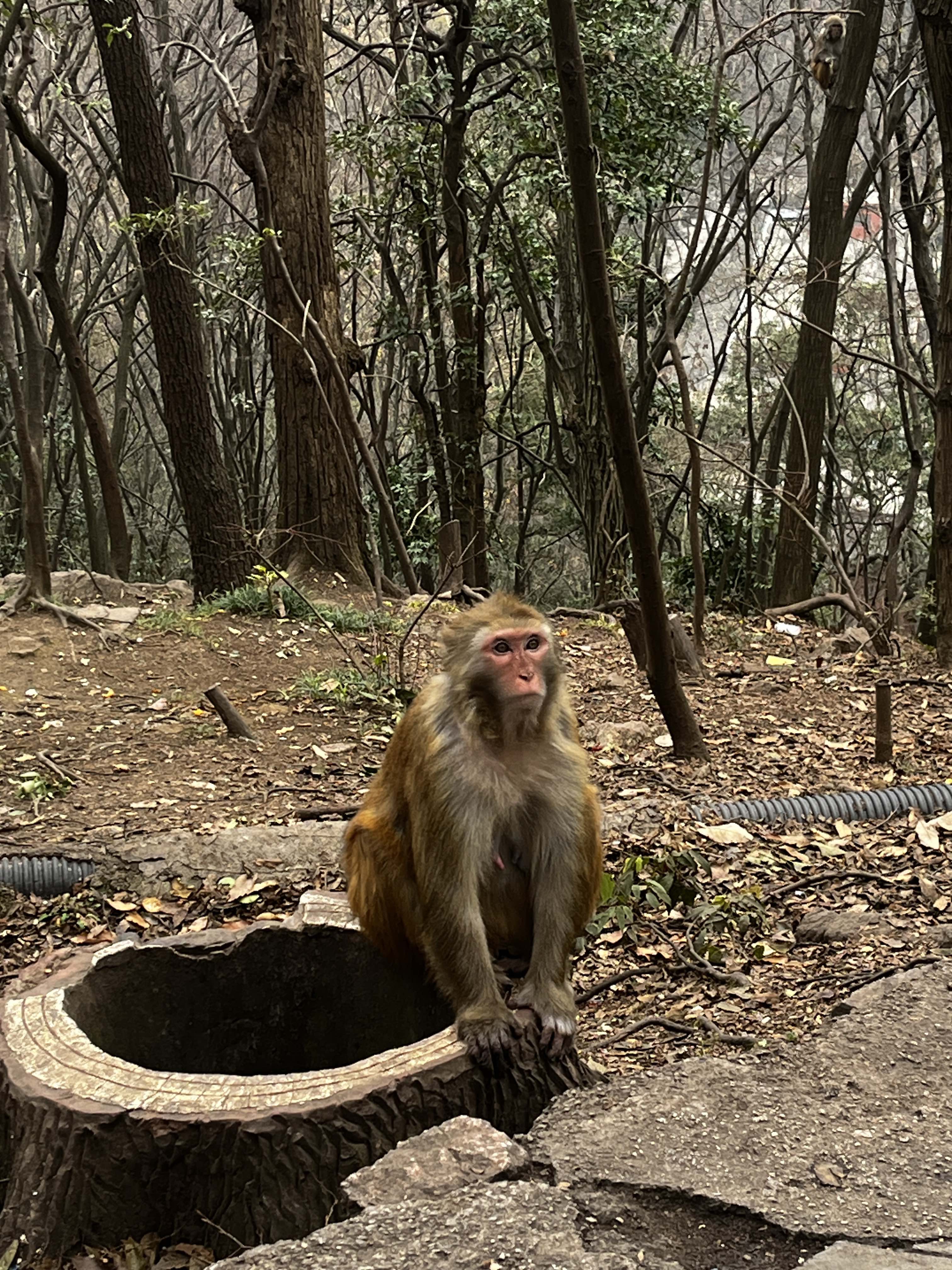 黔灵山公园旅行图片 2