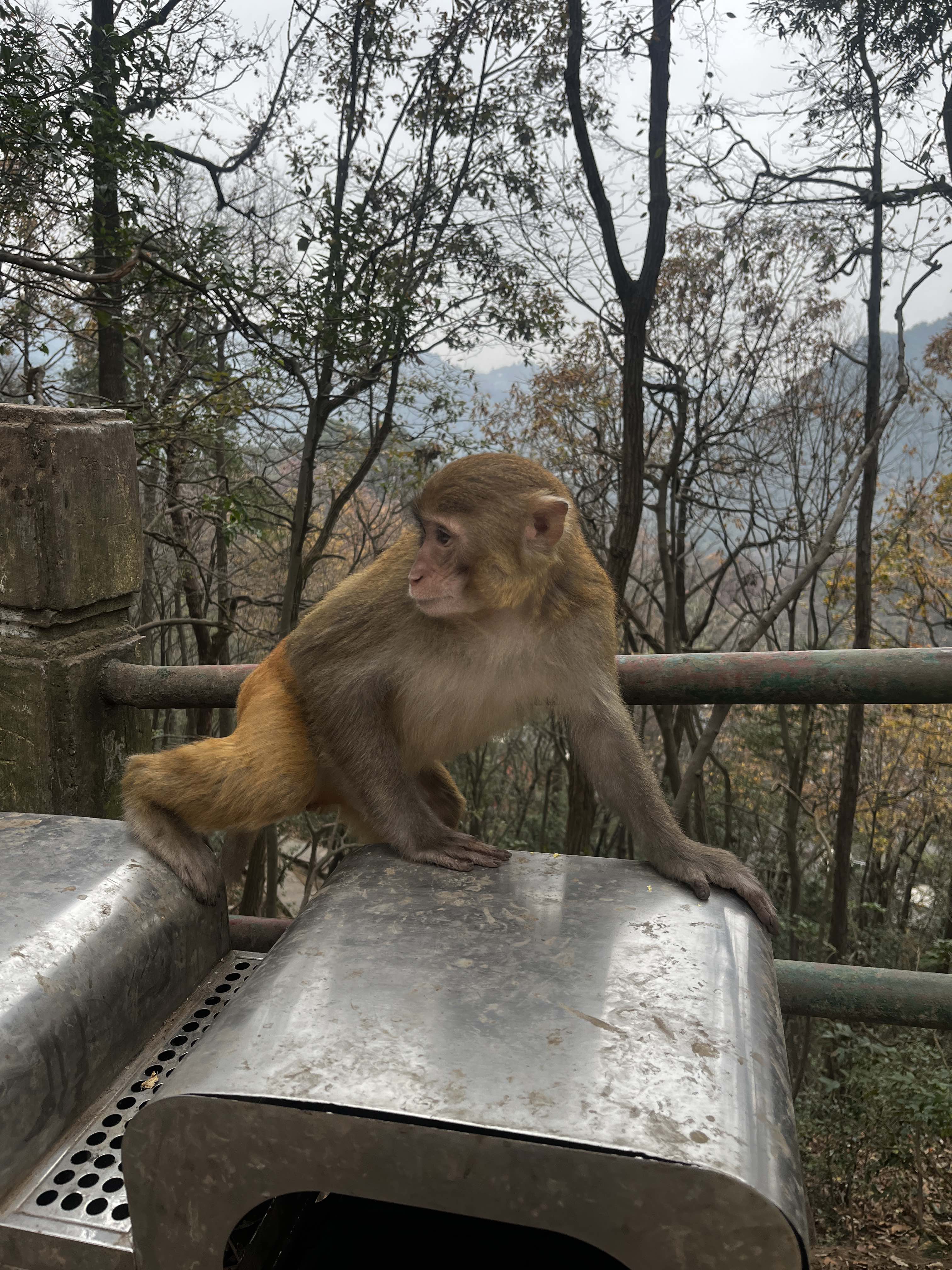 黔灵山公园旅行图片 1