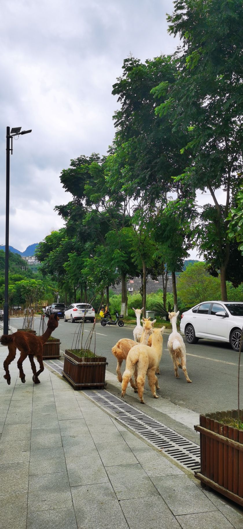 小西湖风景区旅行图片 3