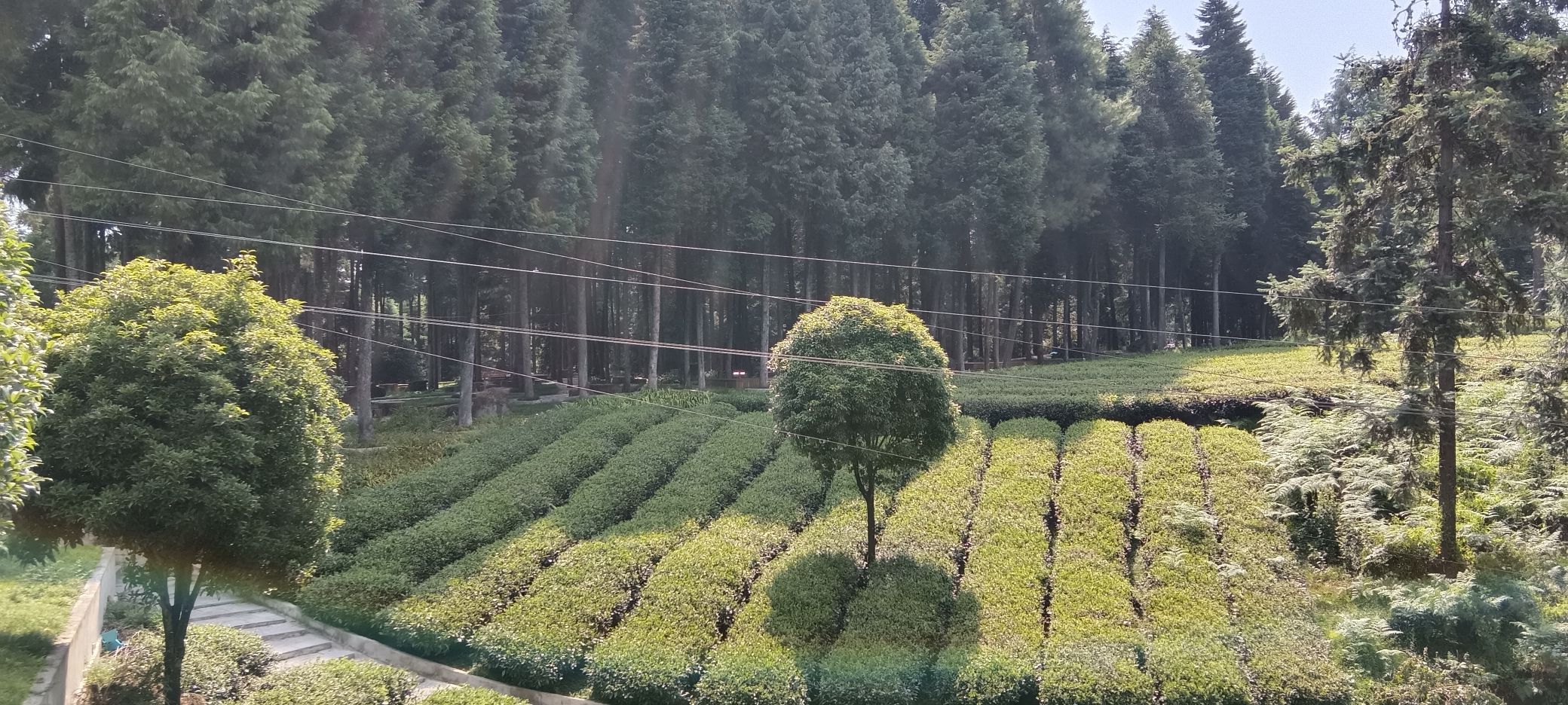 仙人岭旅行图片 3