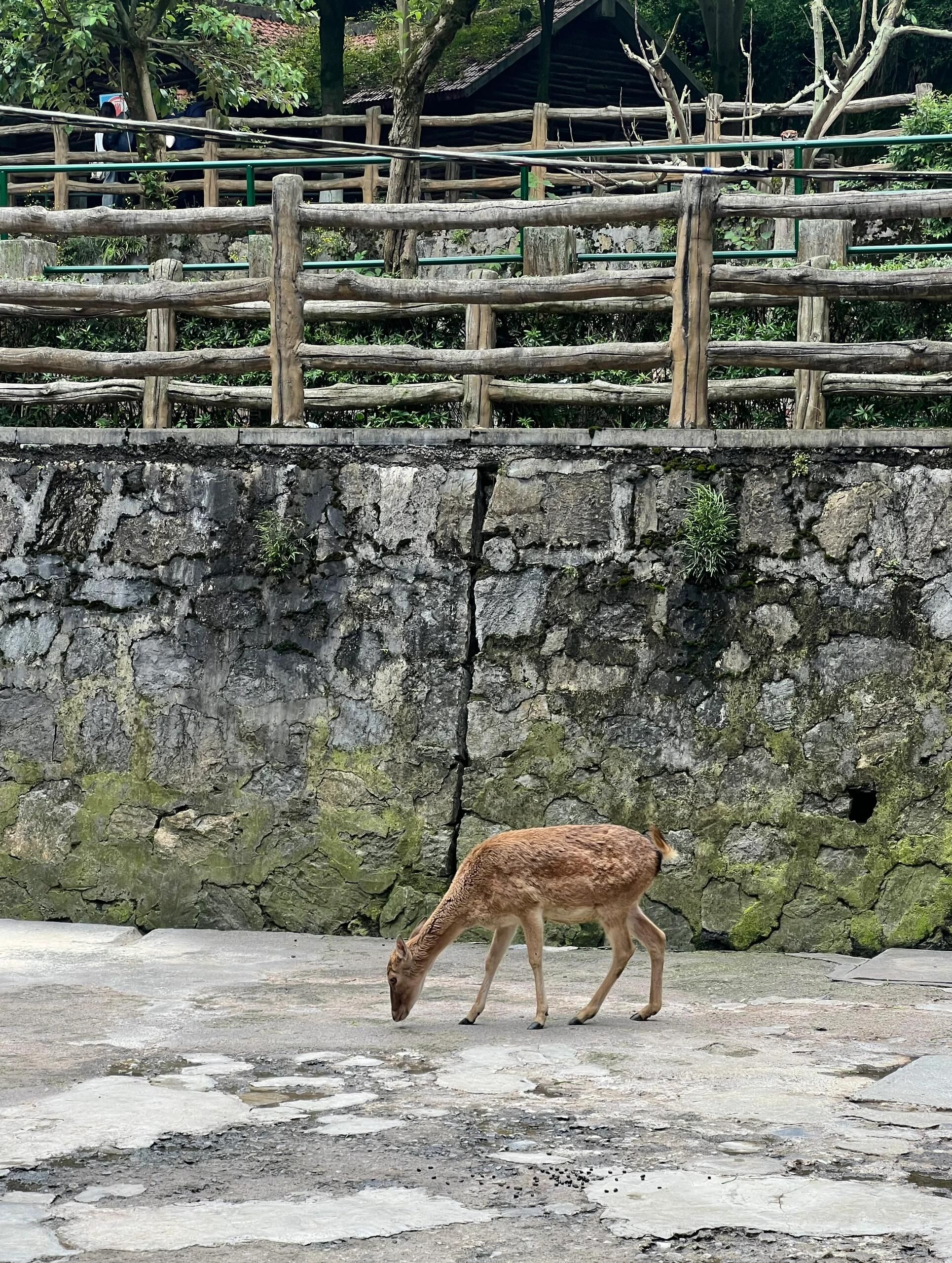 遵义动物园旅行图片 2