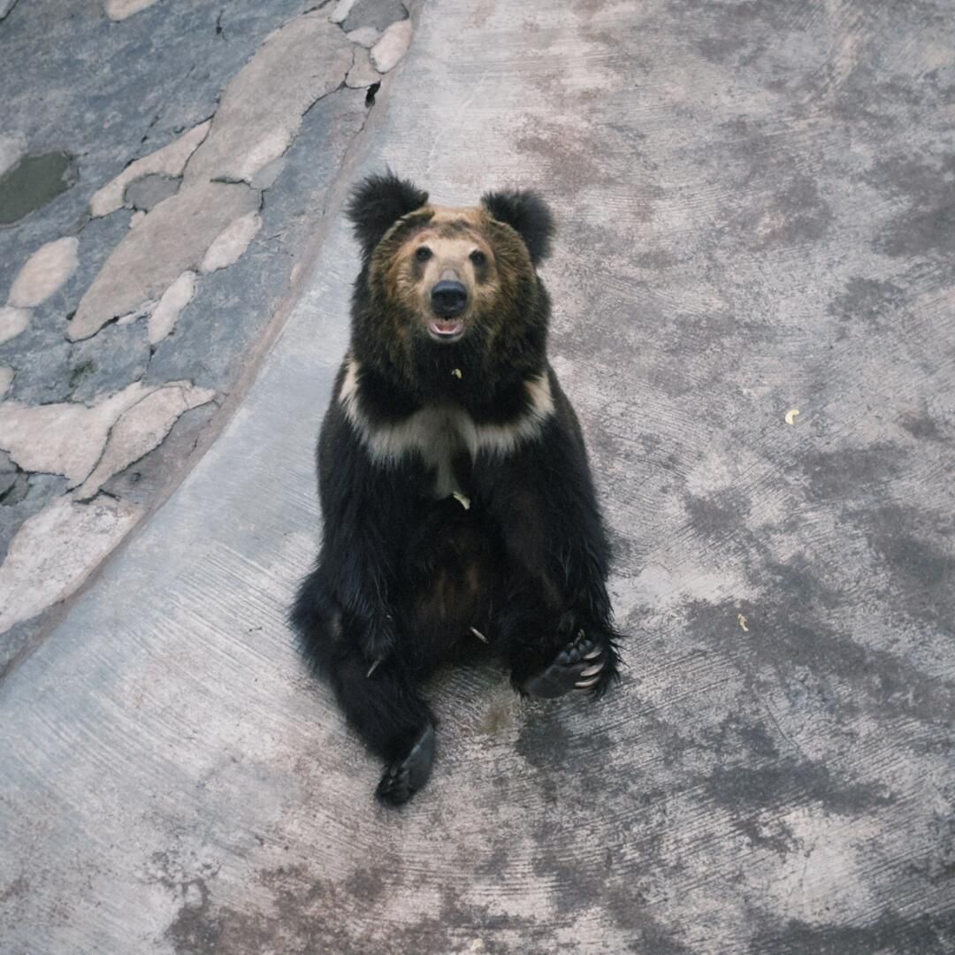 遵义动物园旅行图片 1