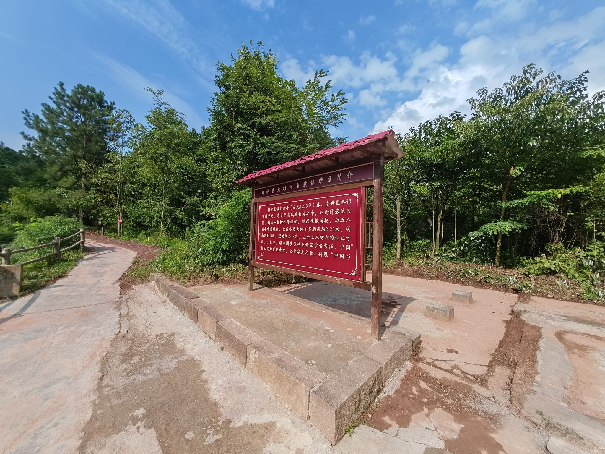 中国杉王景区旅行图片 1