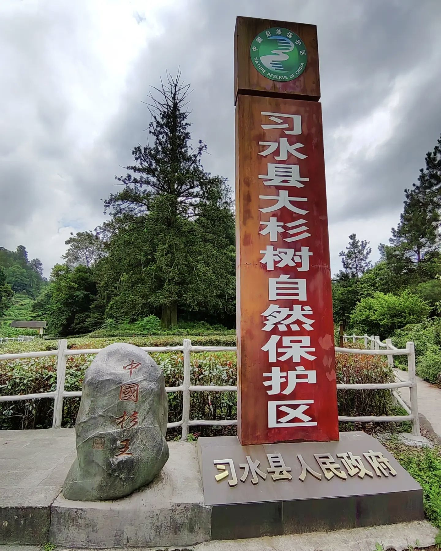 中国杉王景区旅行图片 1