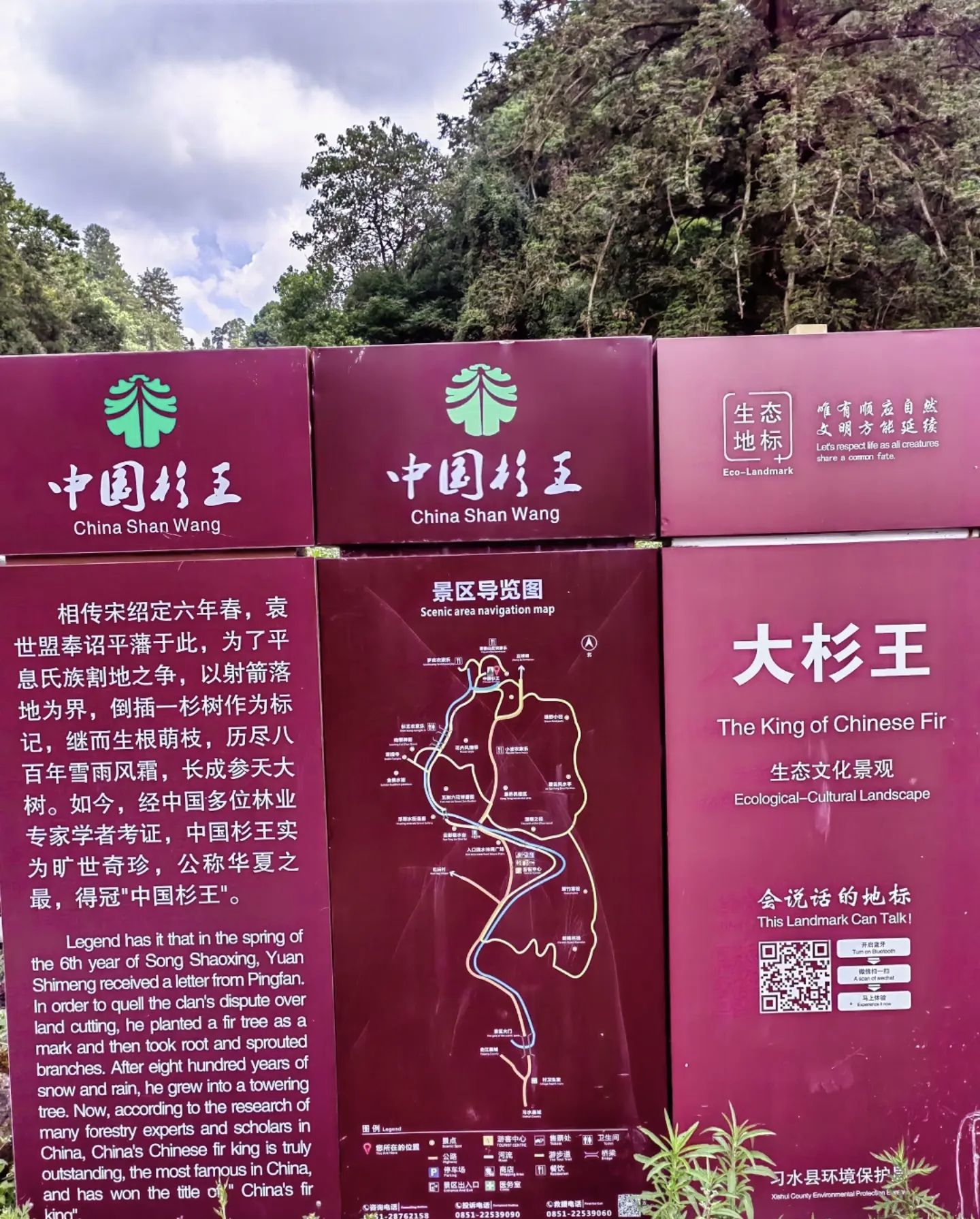 中国杉王景区旅行图片 2