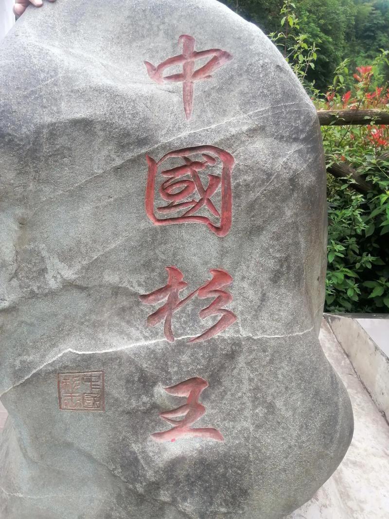 中国杉王景区旅行图片 2