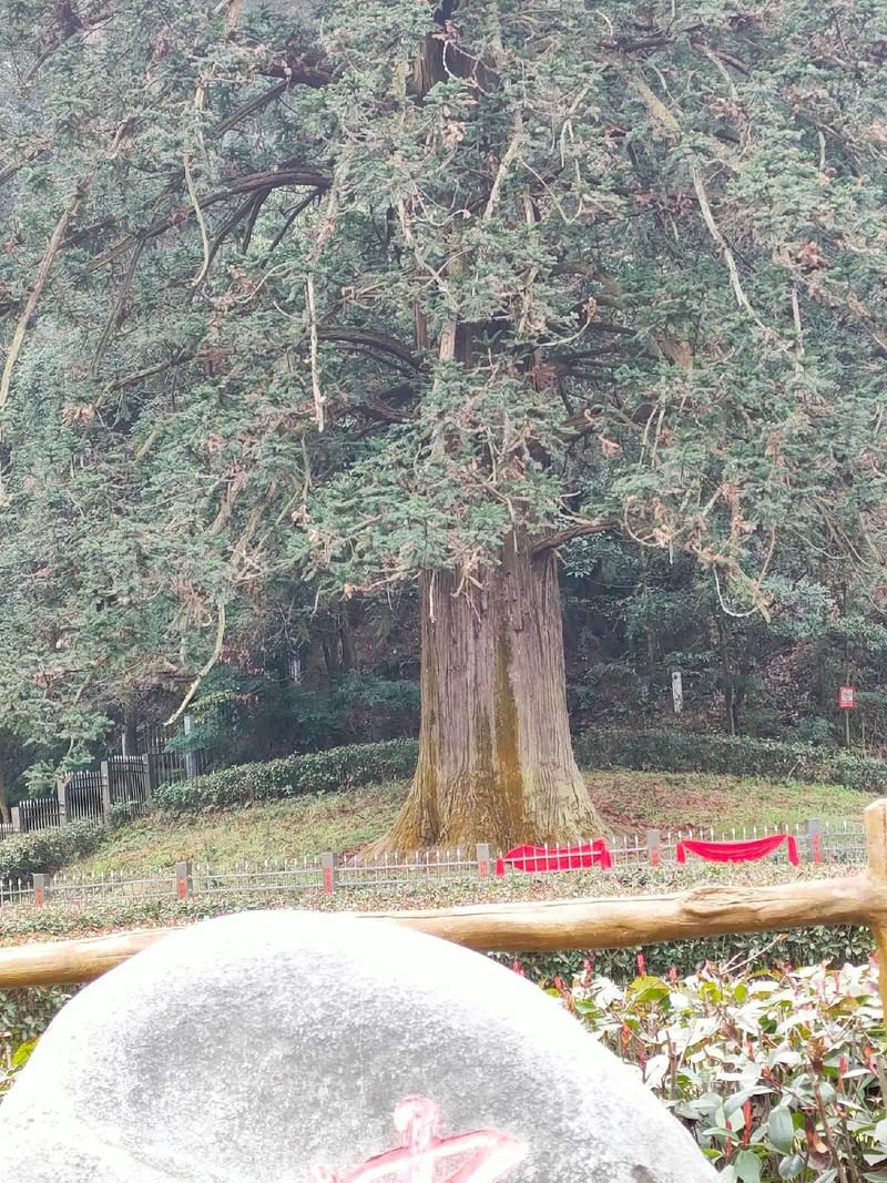 中国杉王景区旅行图片 3
